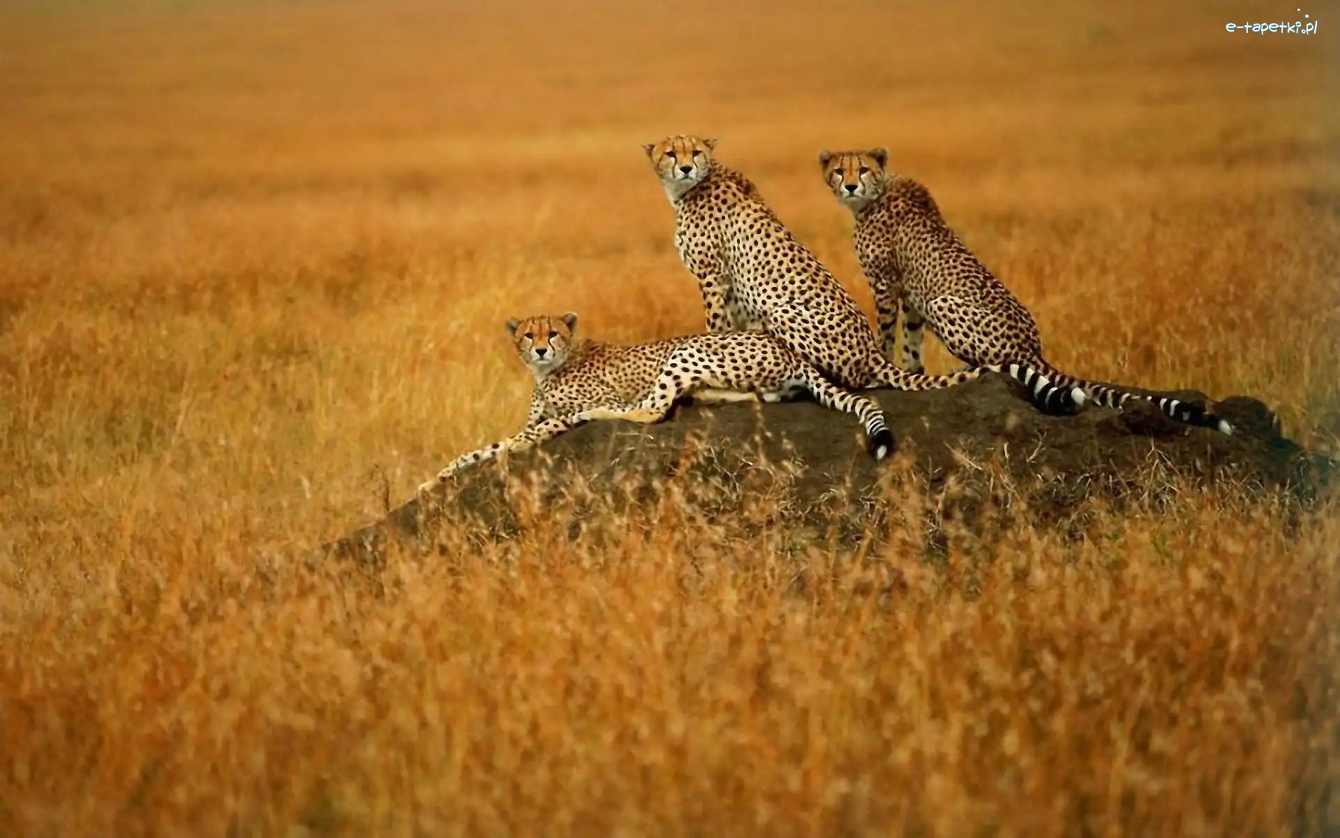 Trawa, Sawanna, Gepardy