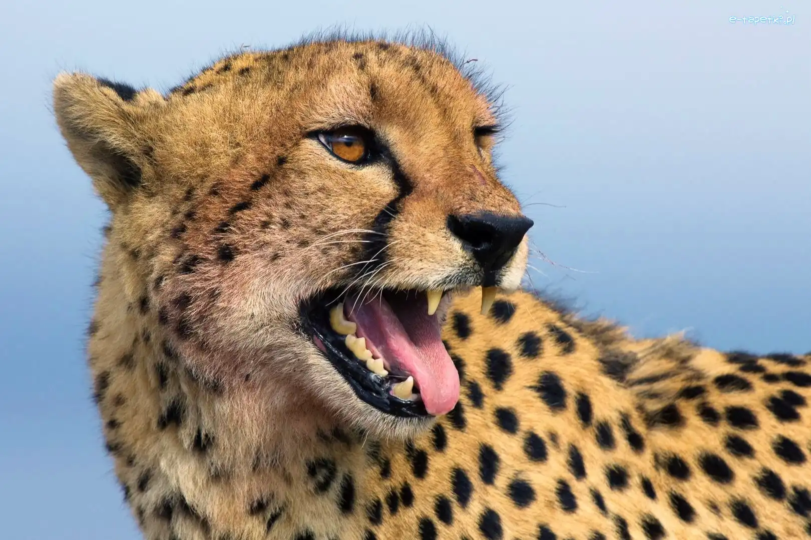 Język, Kły, Gepard
