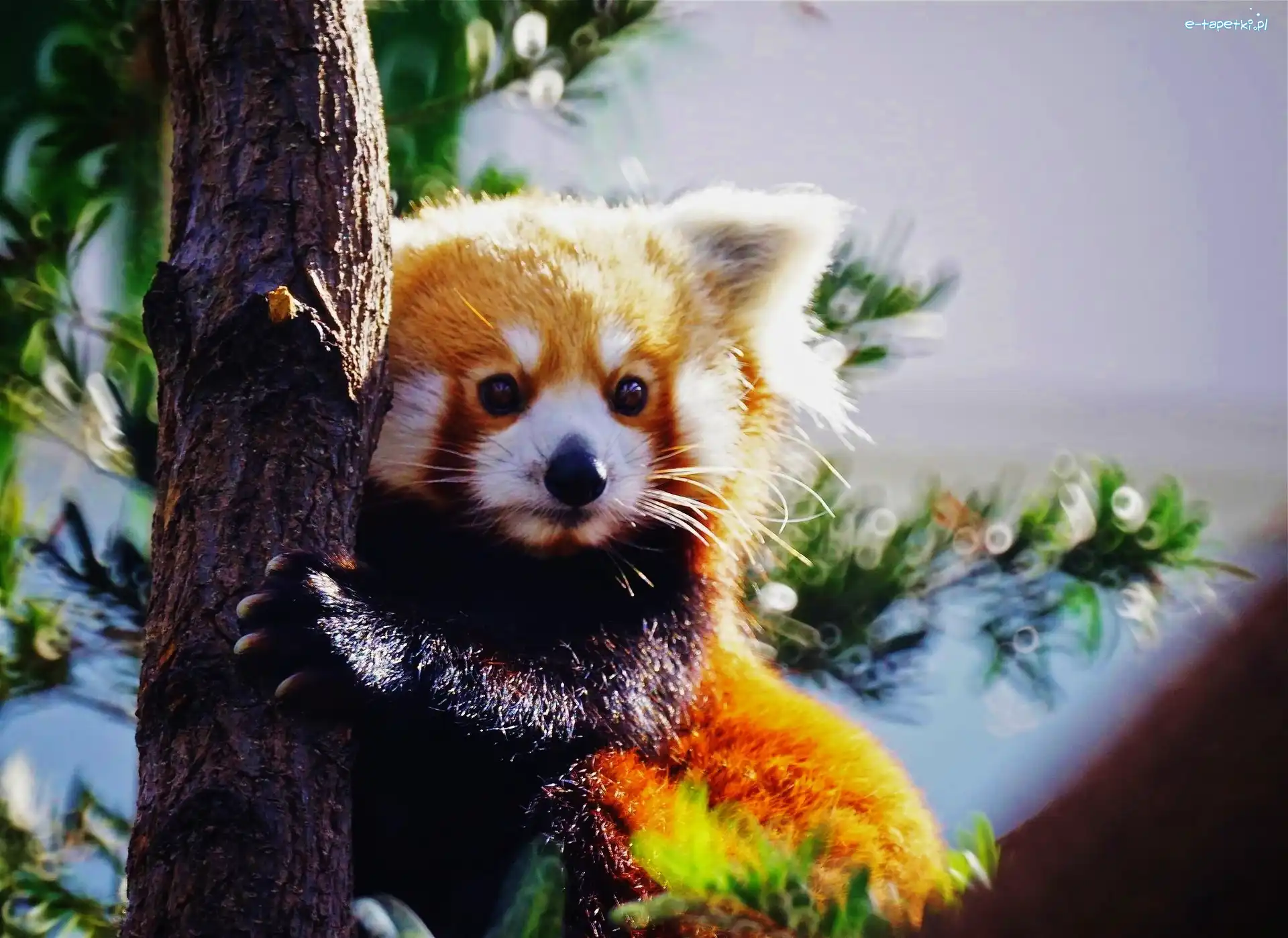 Pandka ruda, Pień, Panda