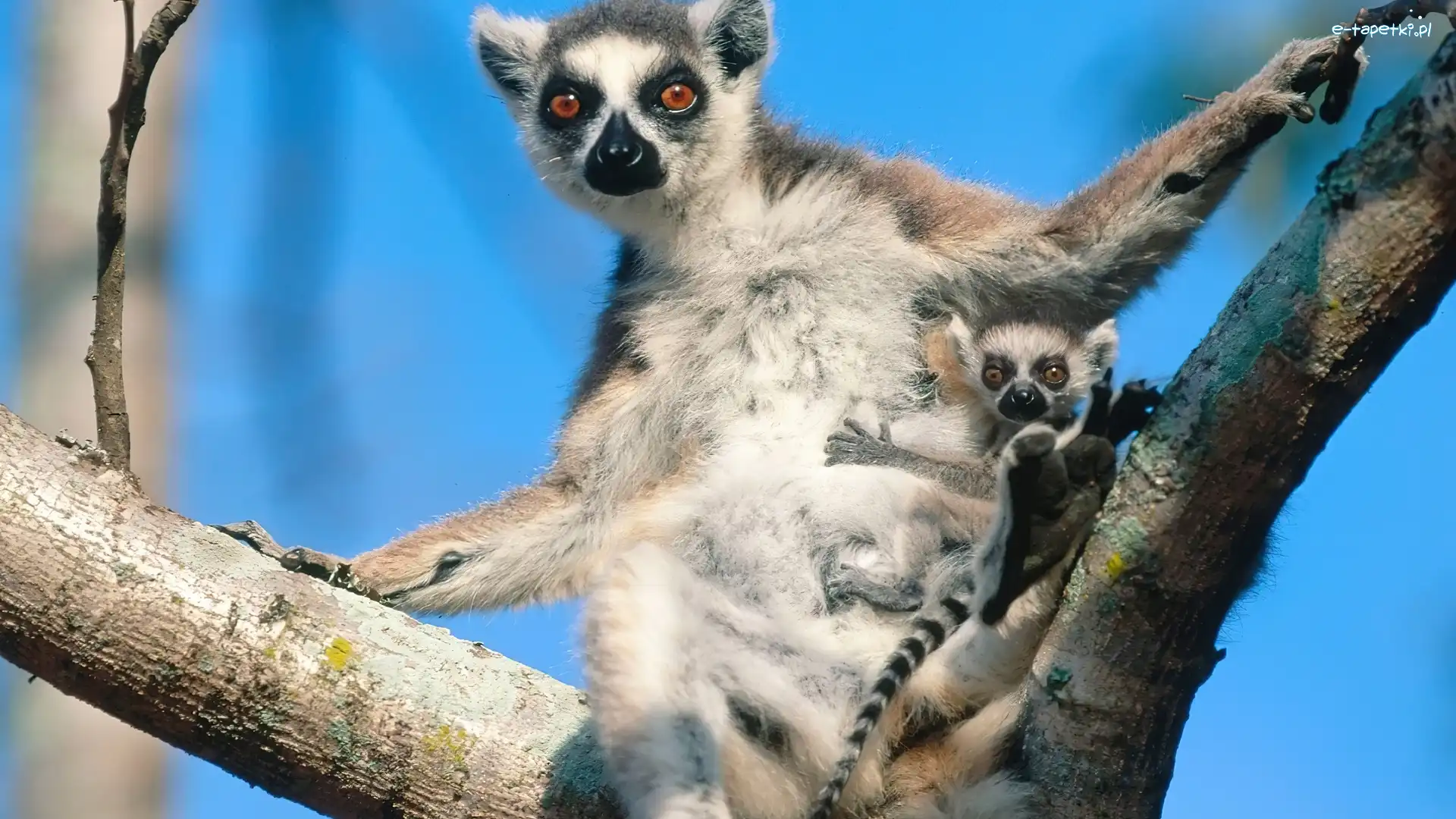 Młodym, Z, Lemur