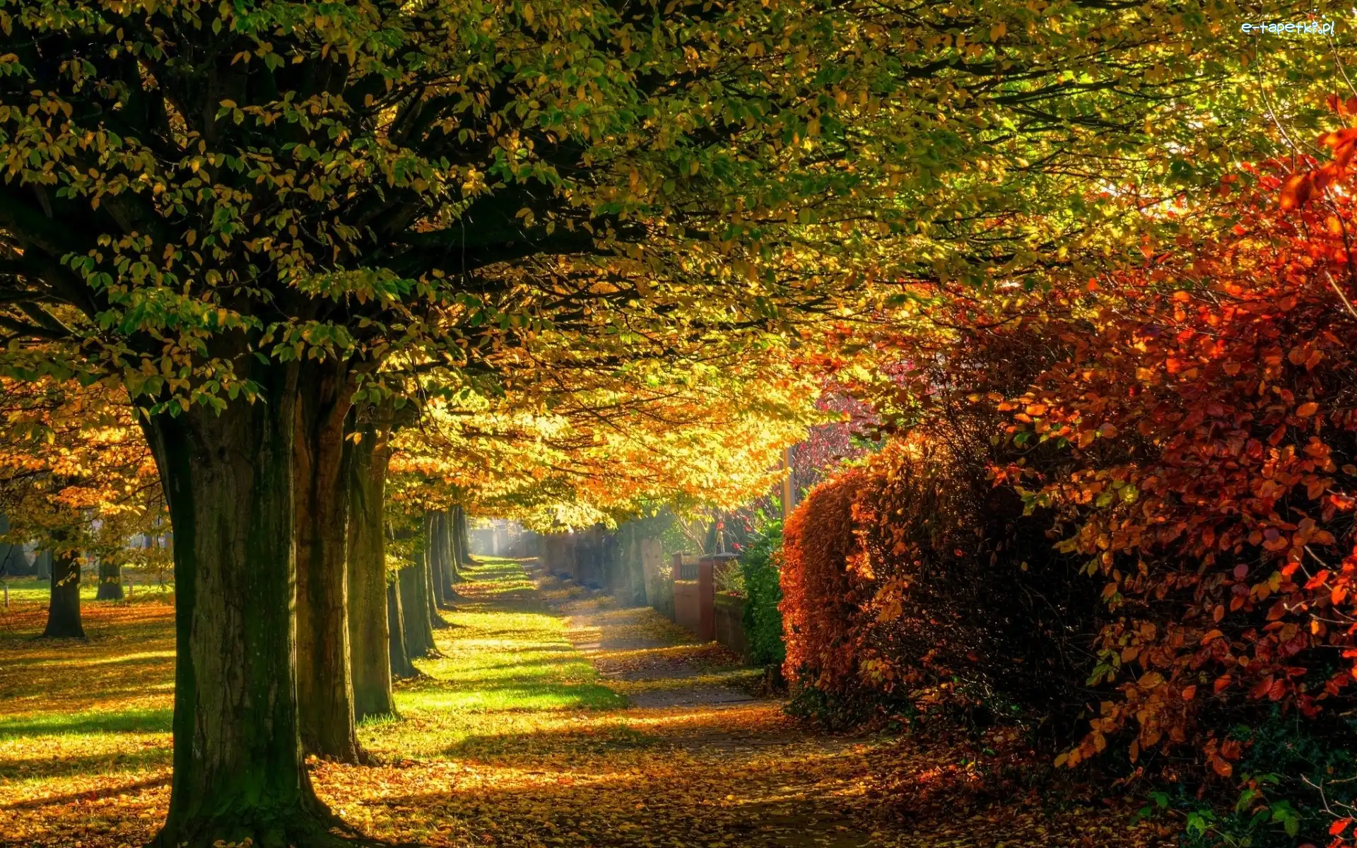 Jesień, Drzewa, Liście, Aleja, Park, Światło, Przebijające