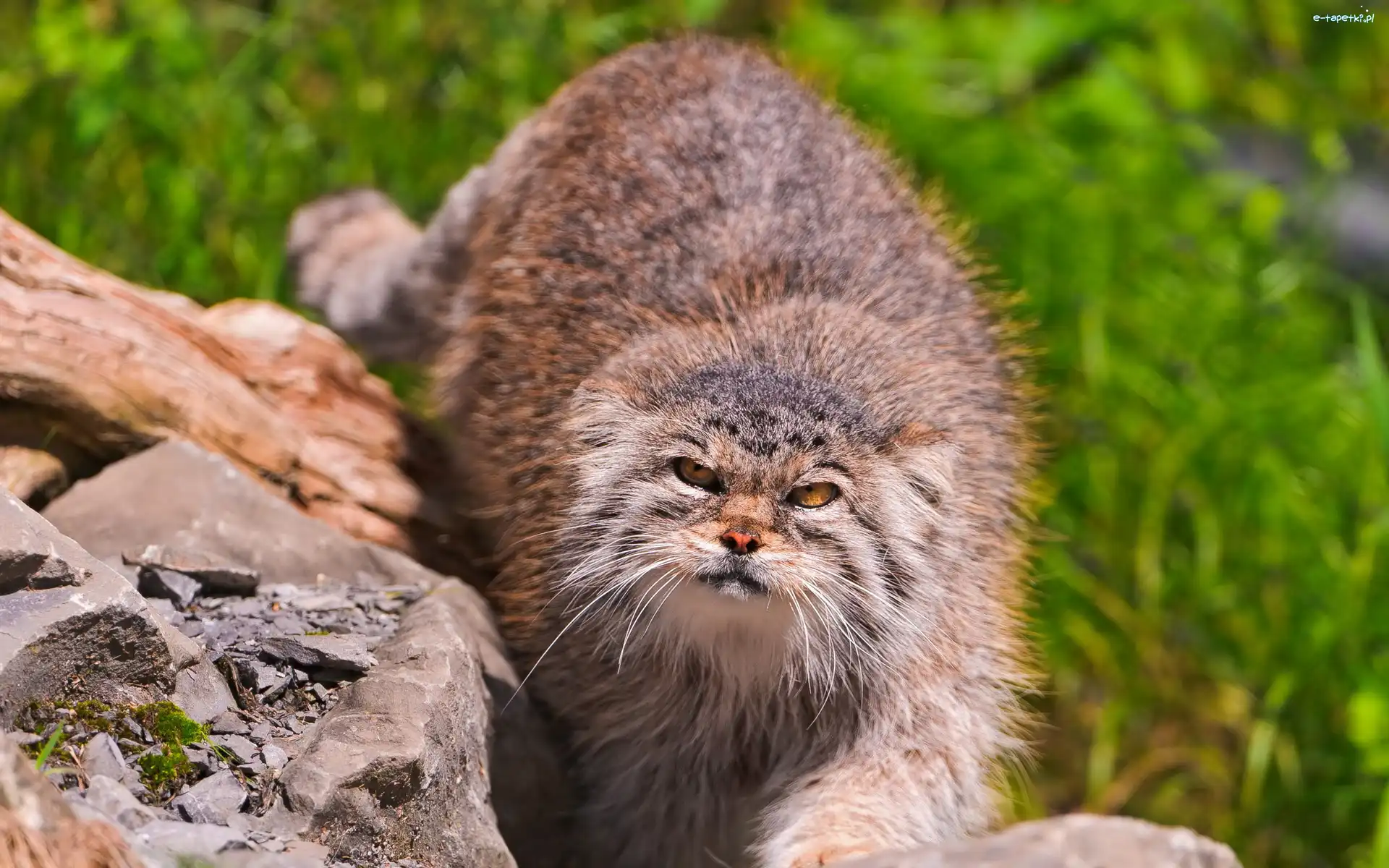 Kamienie, Manul