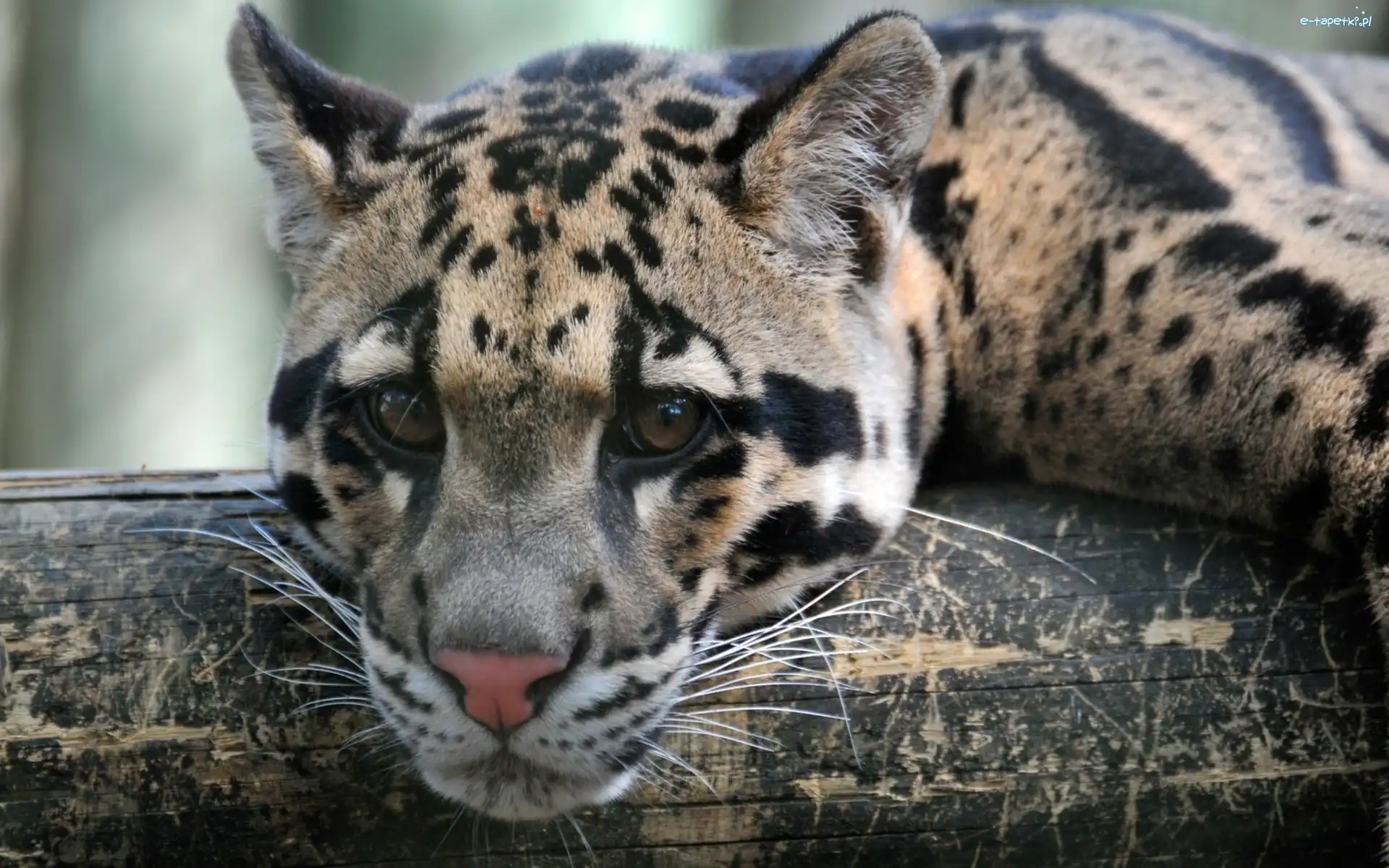 Ocelot