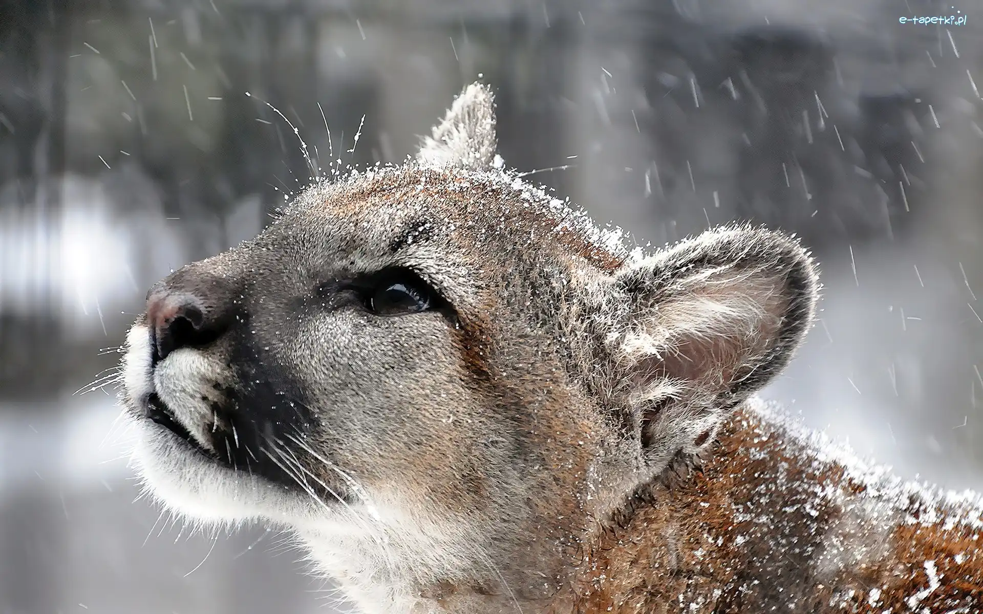 Śnieg, Puma