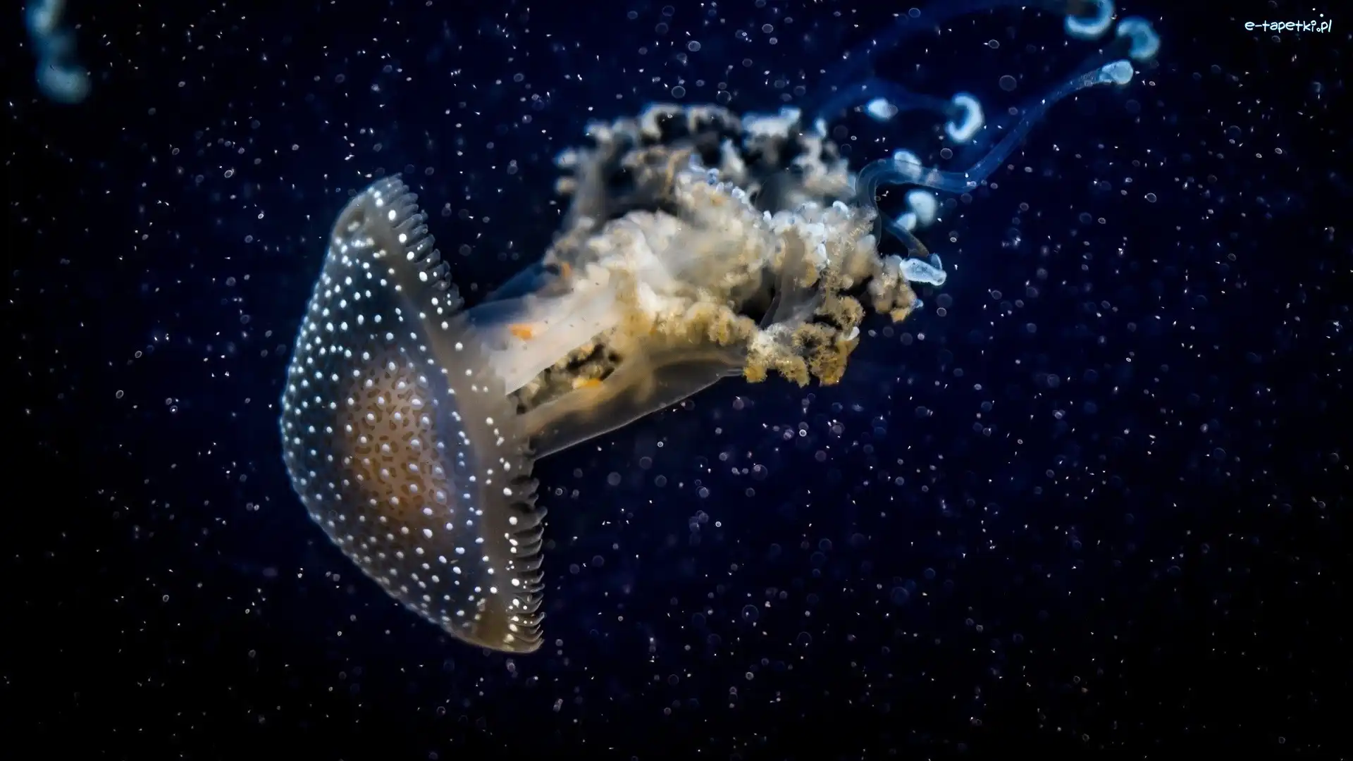 Meduza, Podwodna
