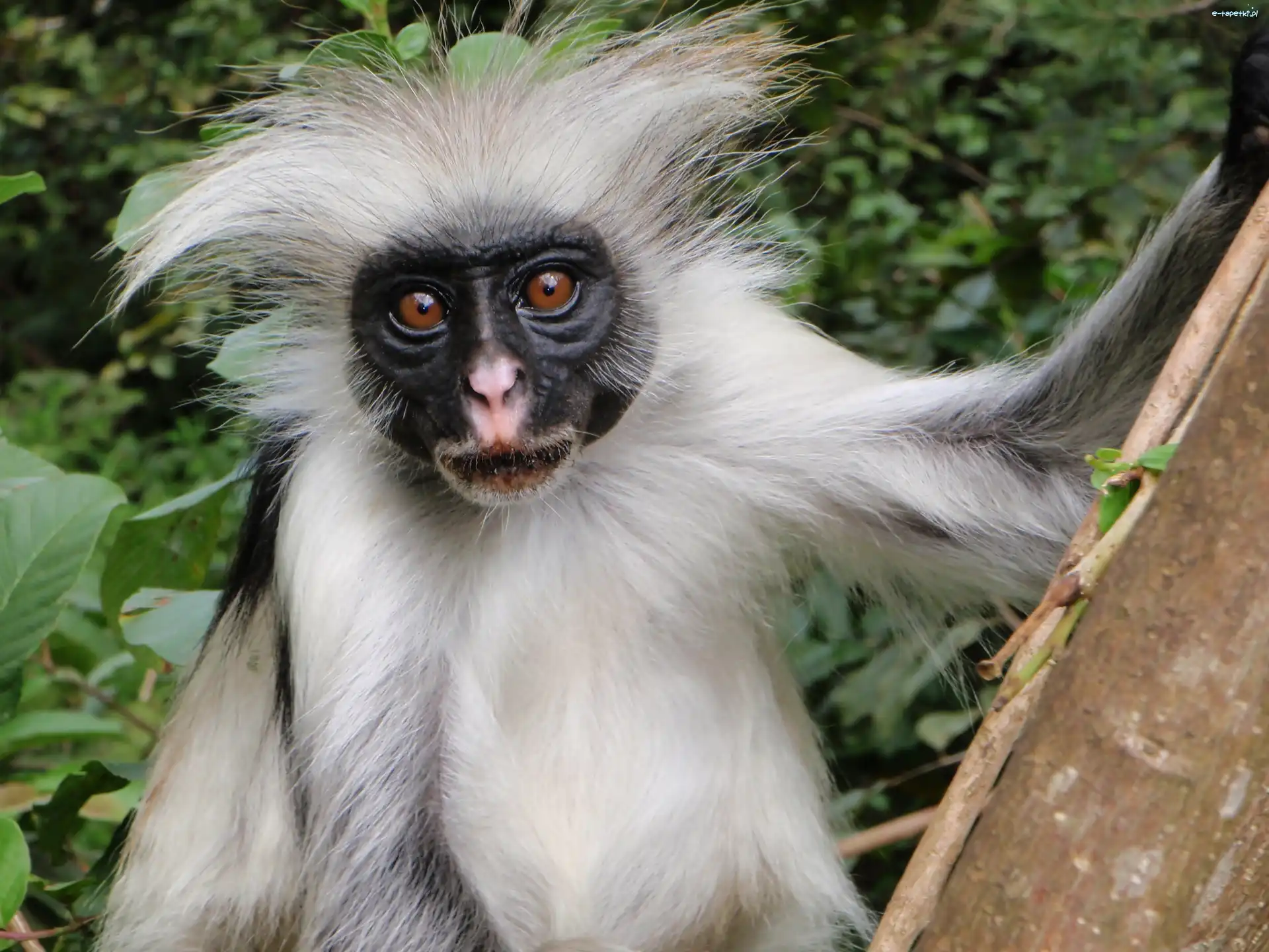 Colobus, Małpka
