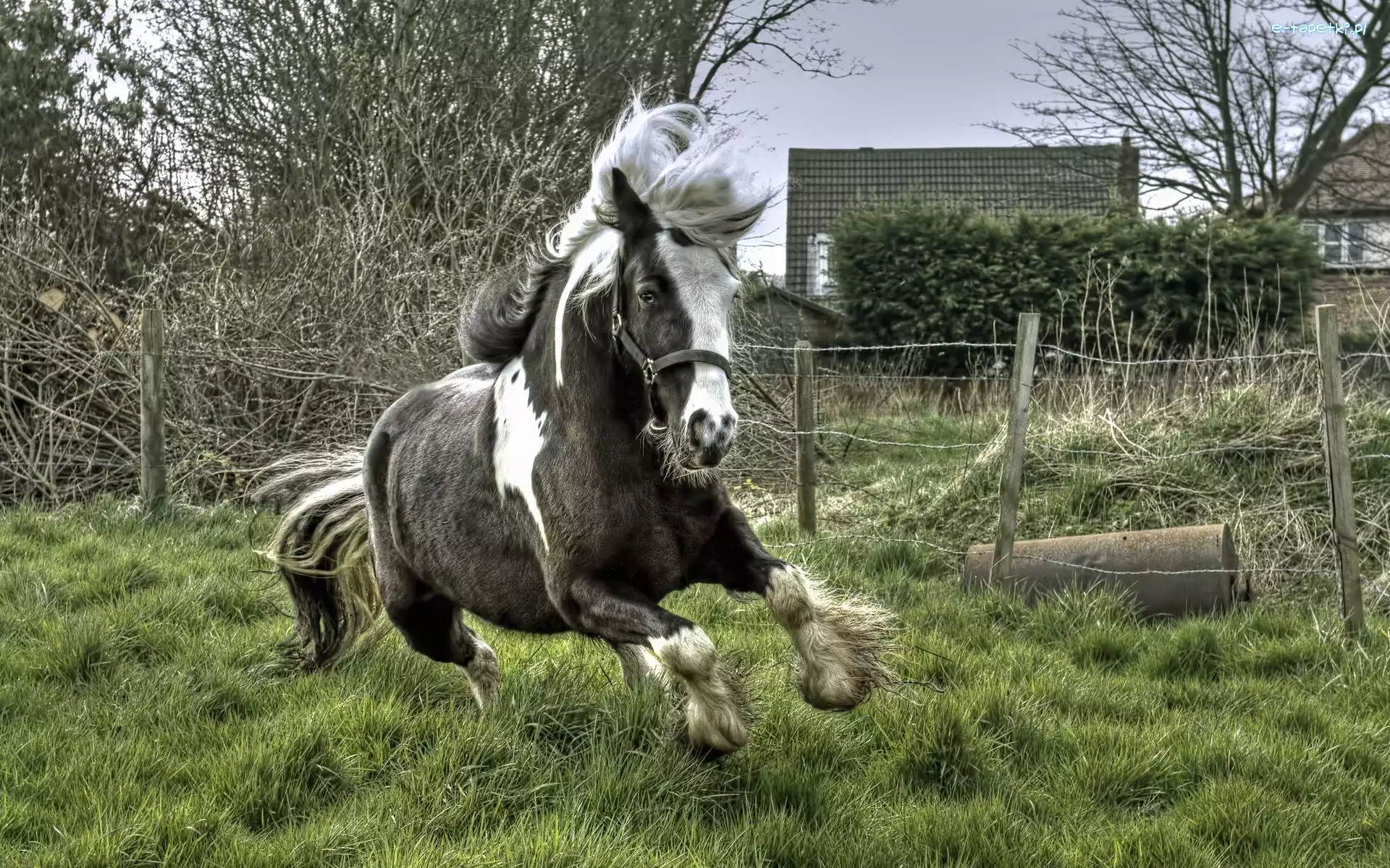 Trawa, Galop, Koń
