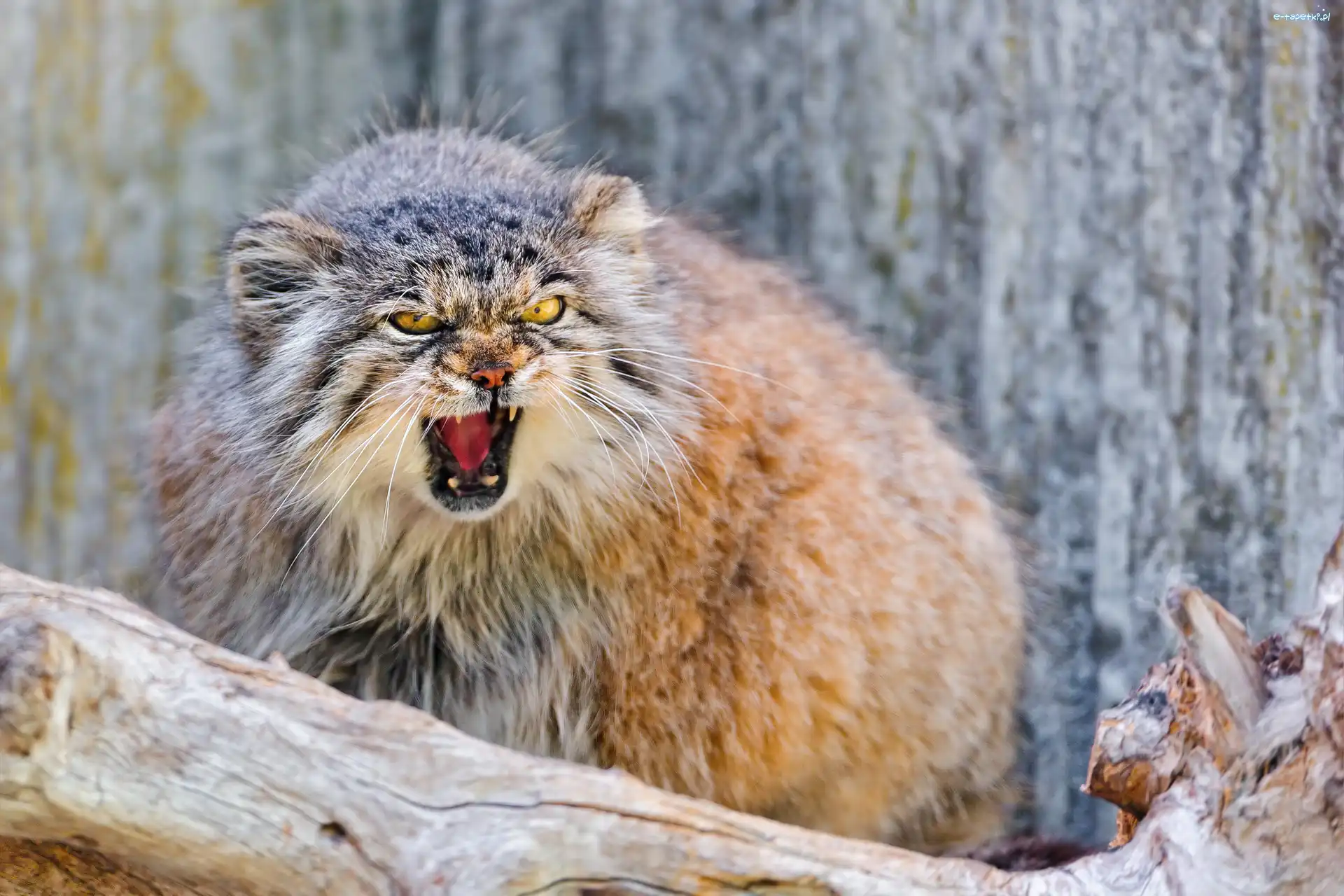Manul, Głodny
