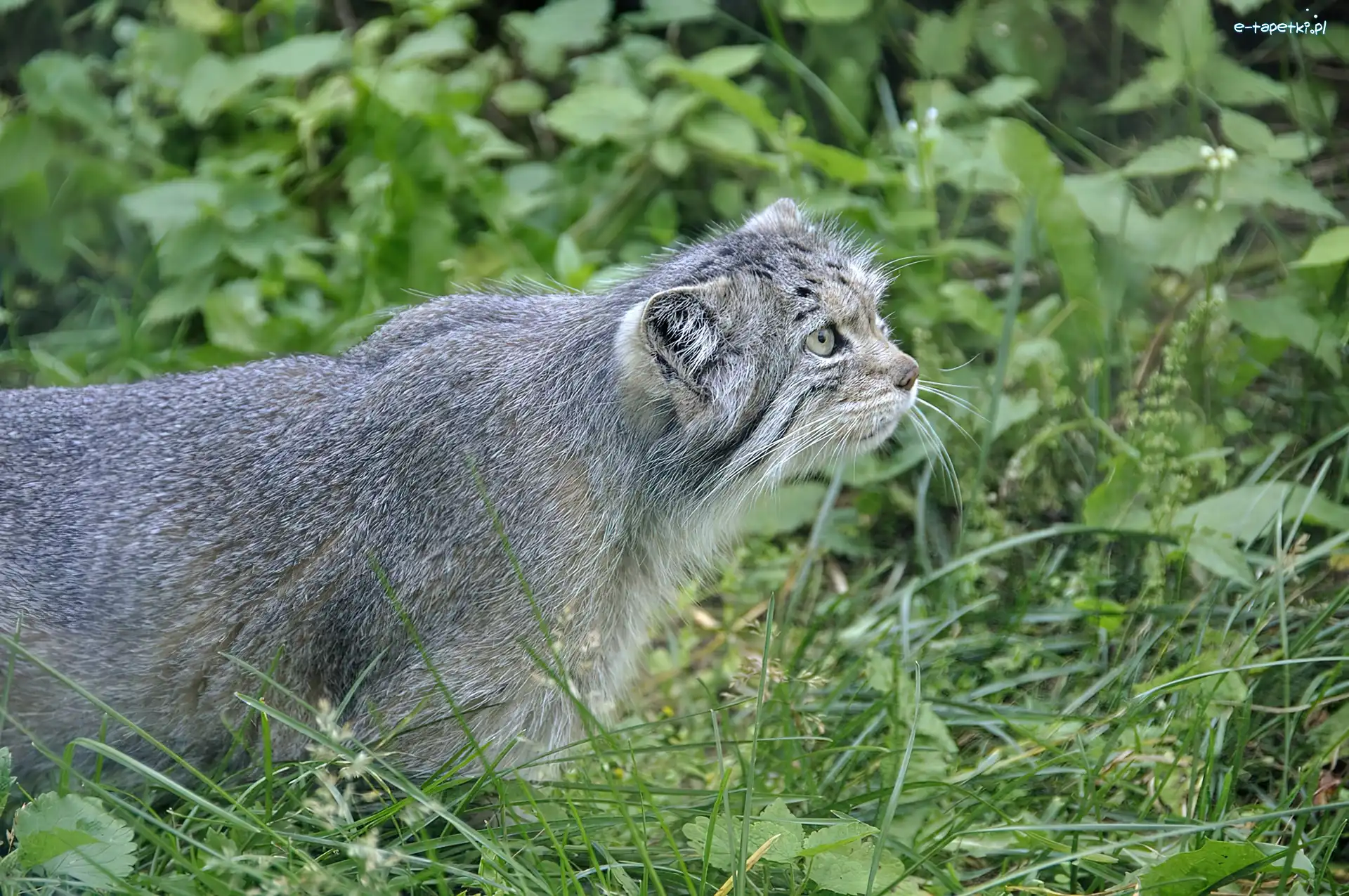 Zieleń, Manul