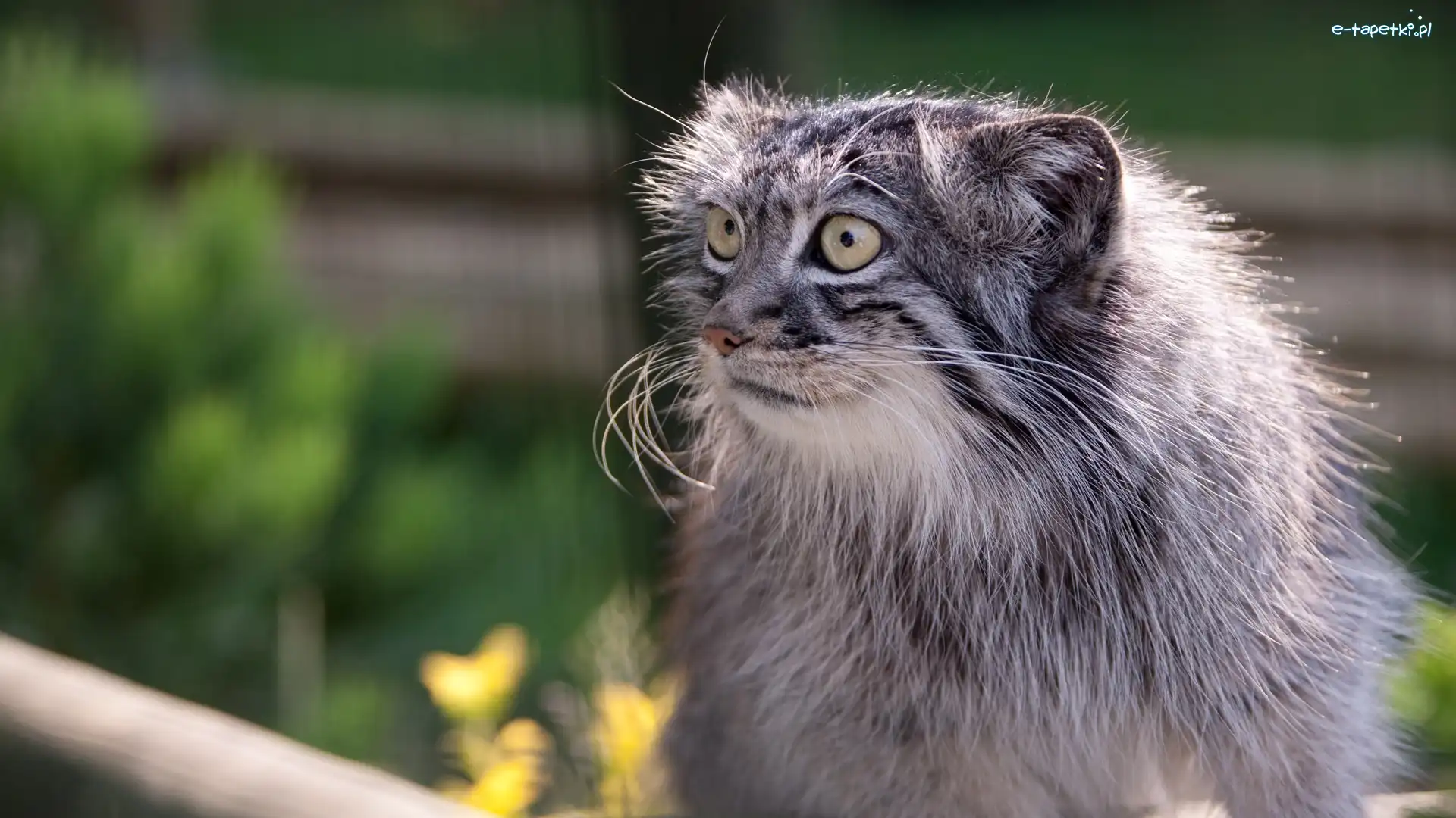 Oczy, Manul