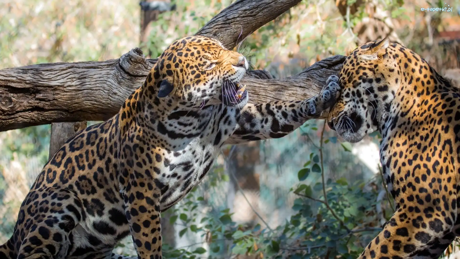 Drzewo, Jaguary, Dwa