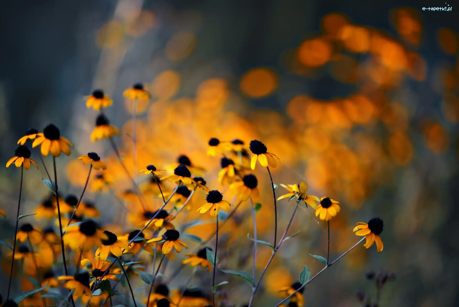 Kwiaty, Blask, Rudbekia, Żółte