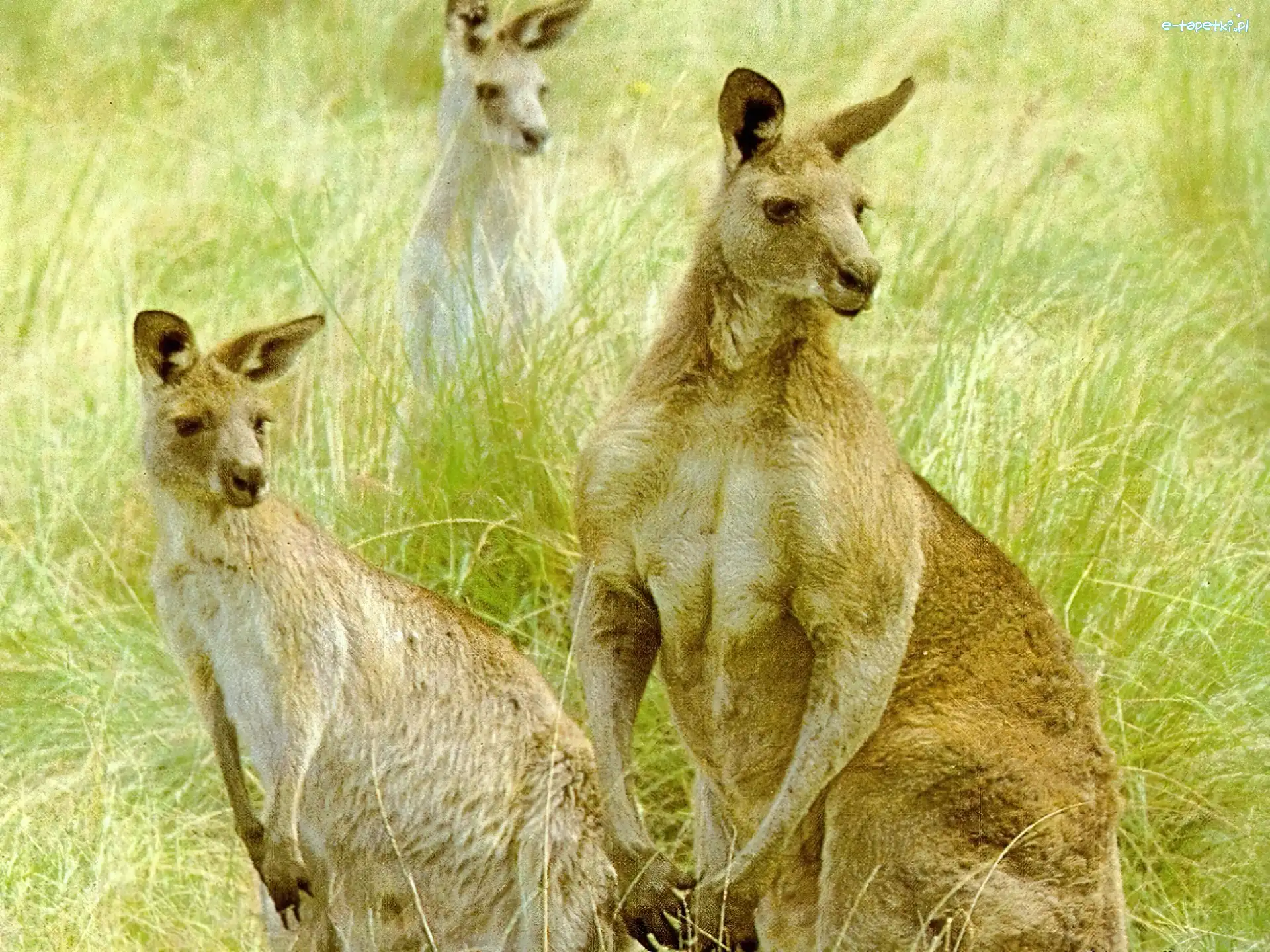 Kangury