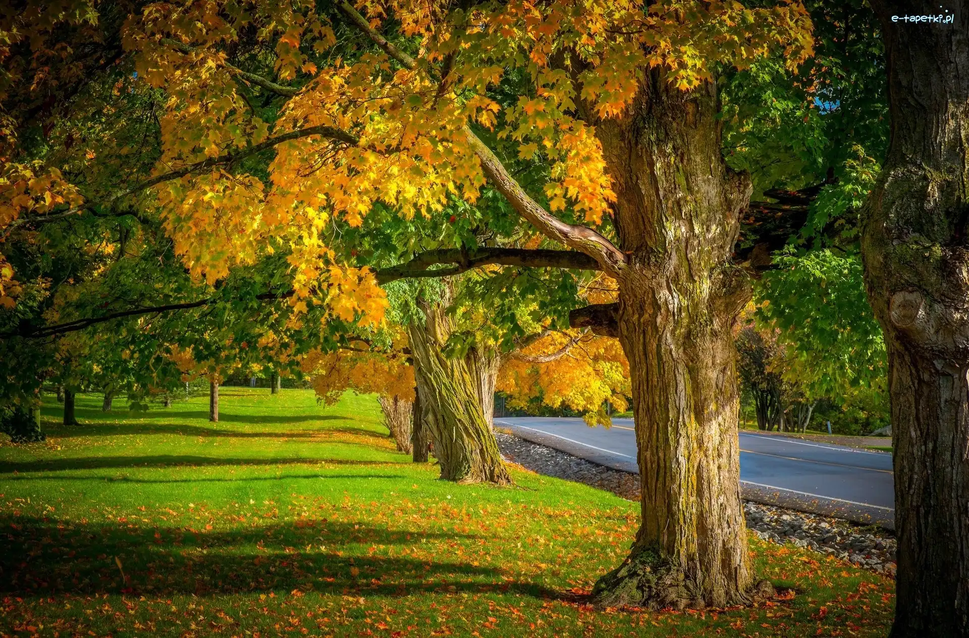 Jesień, Park, Droga