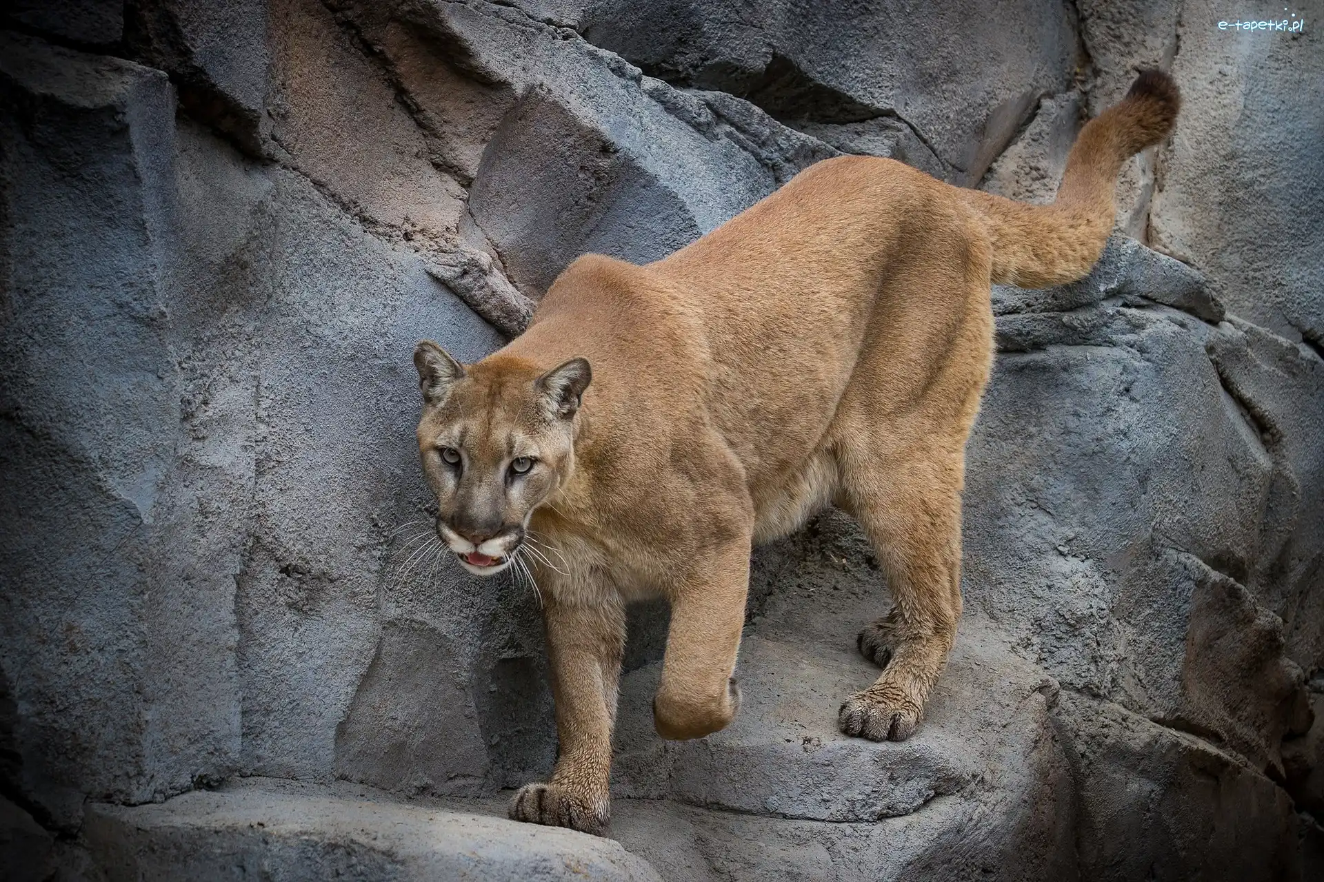 Skały, Puma