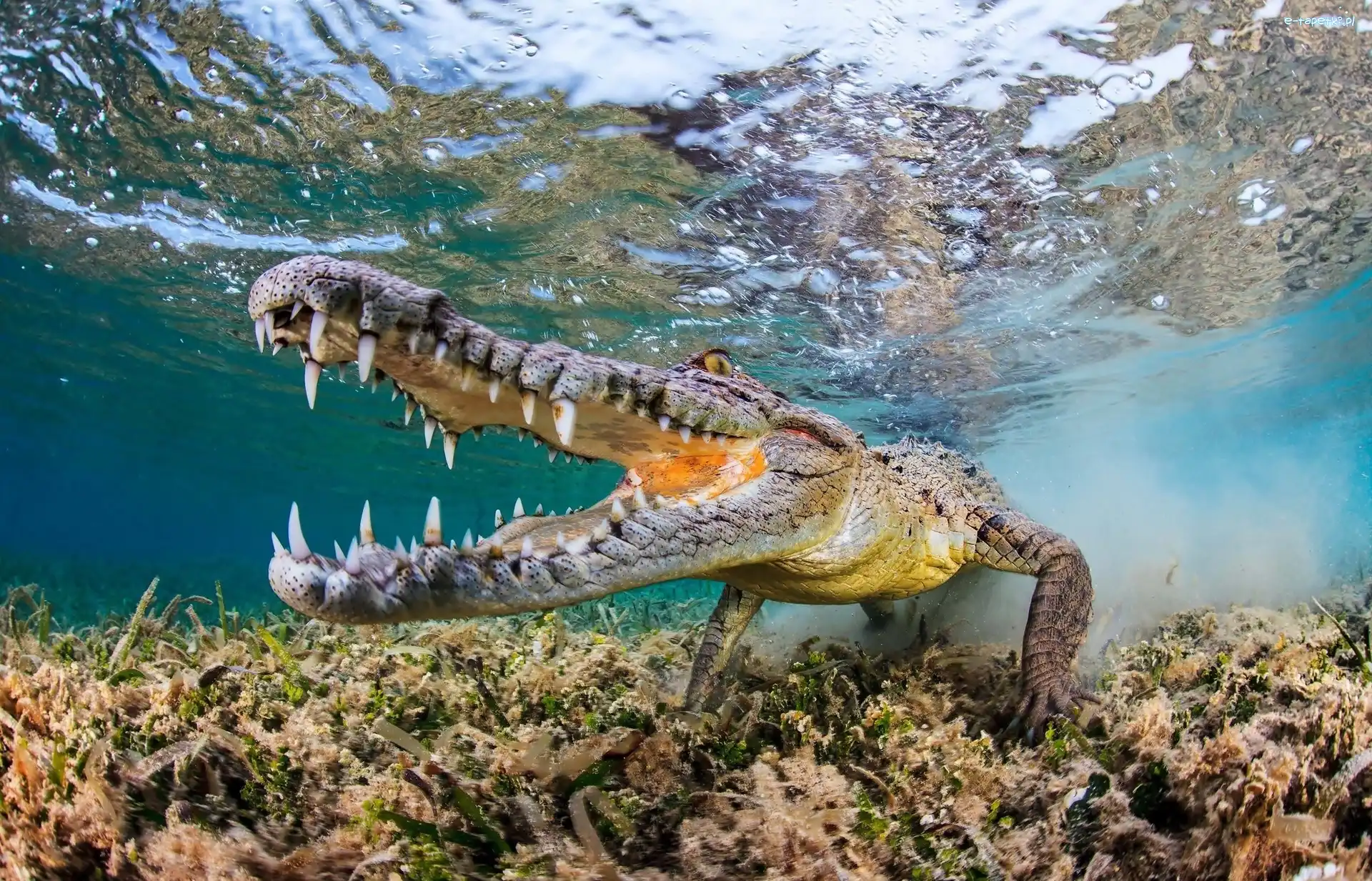 Woda, Aligator