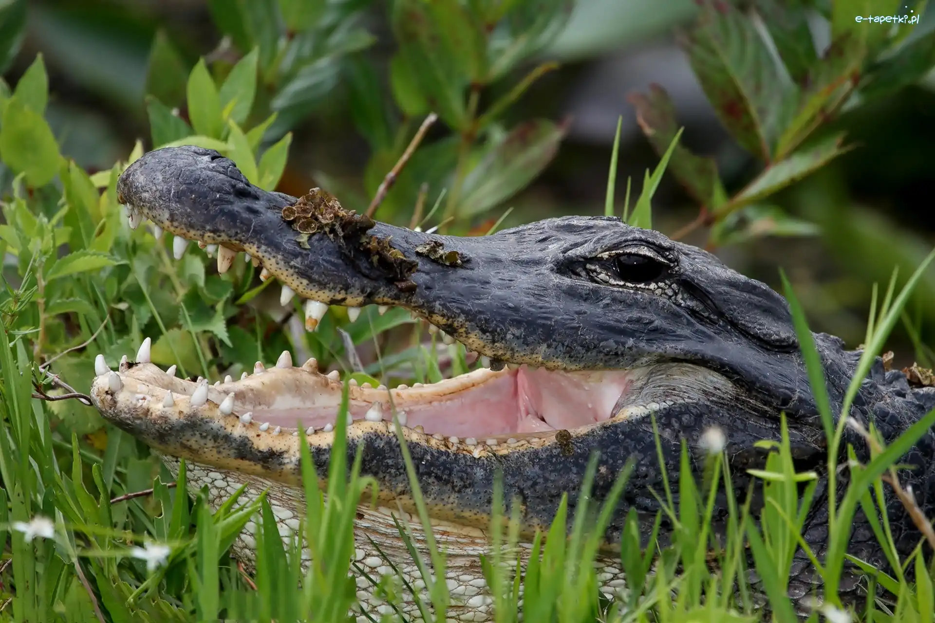 Trawa, Aligator