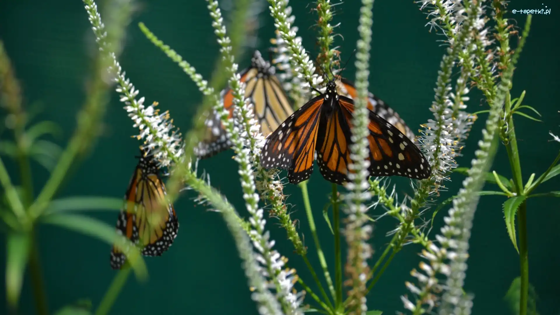 Trawa, Monarcha, Motyl