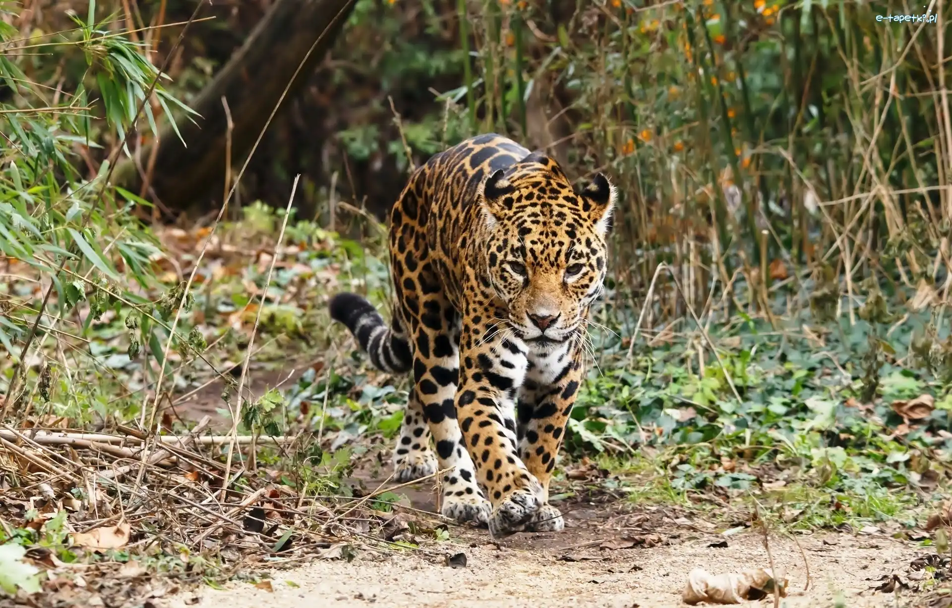Las, jaguar