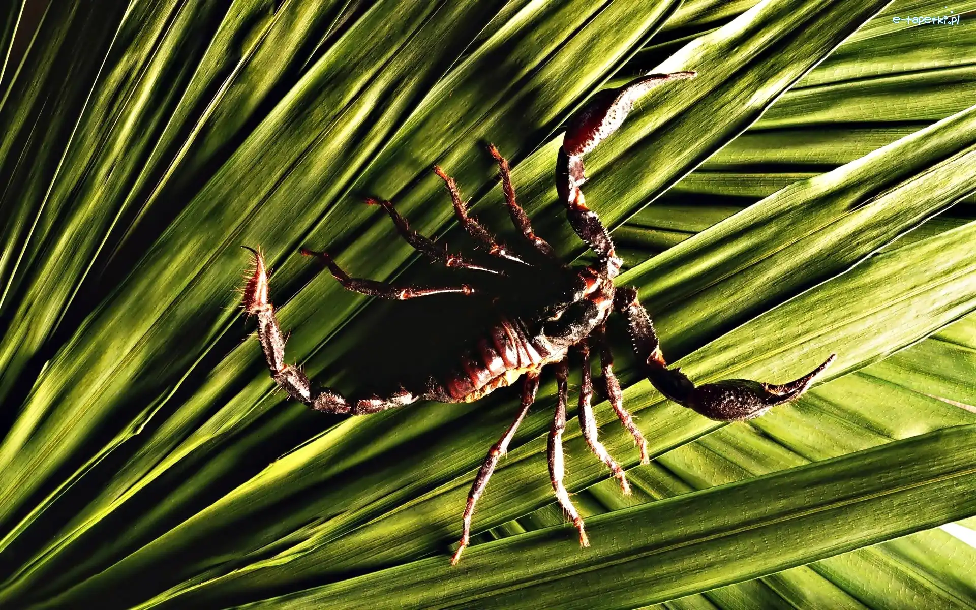 Listki, Skorpion