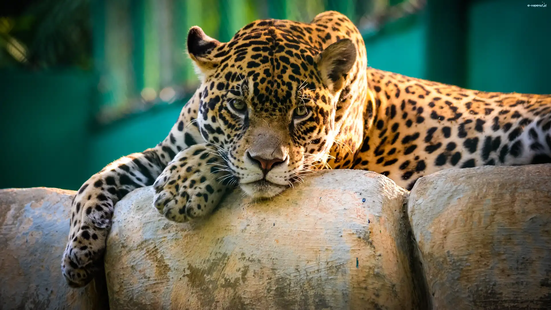 Zoo, Kamienie, Jaguar