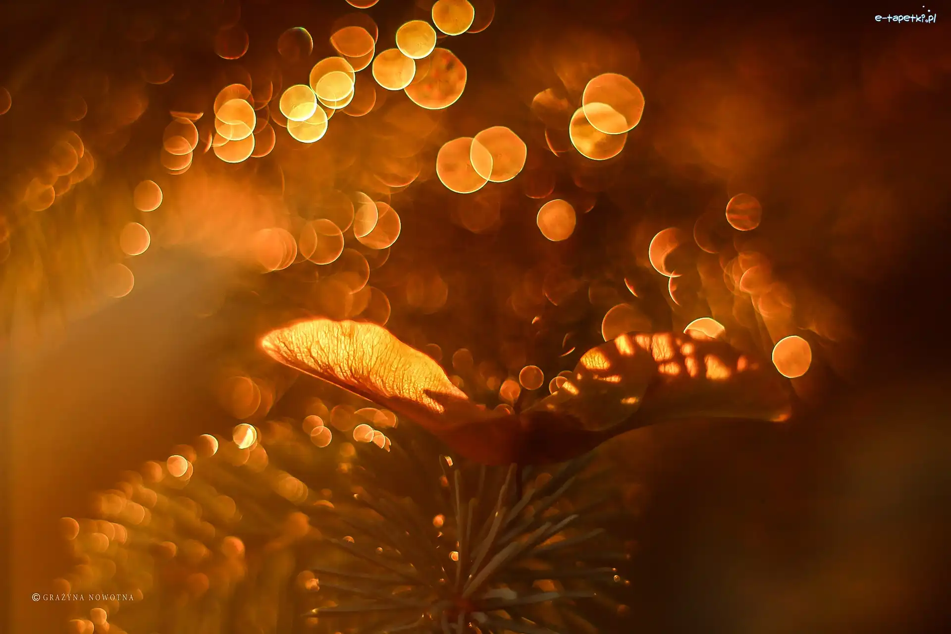 Bokeh, Gałązka, Nasionko