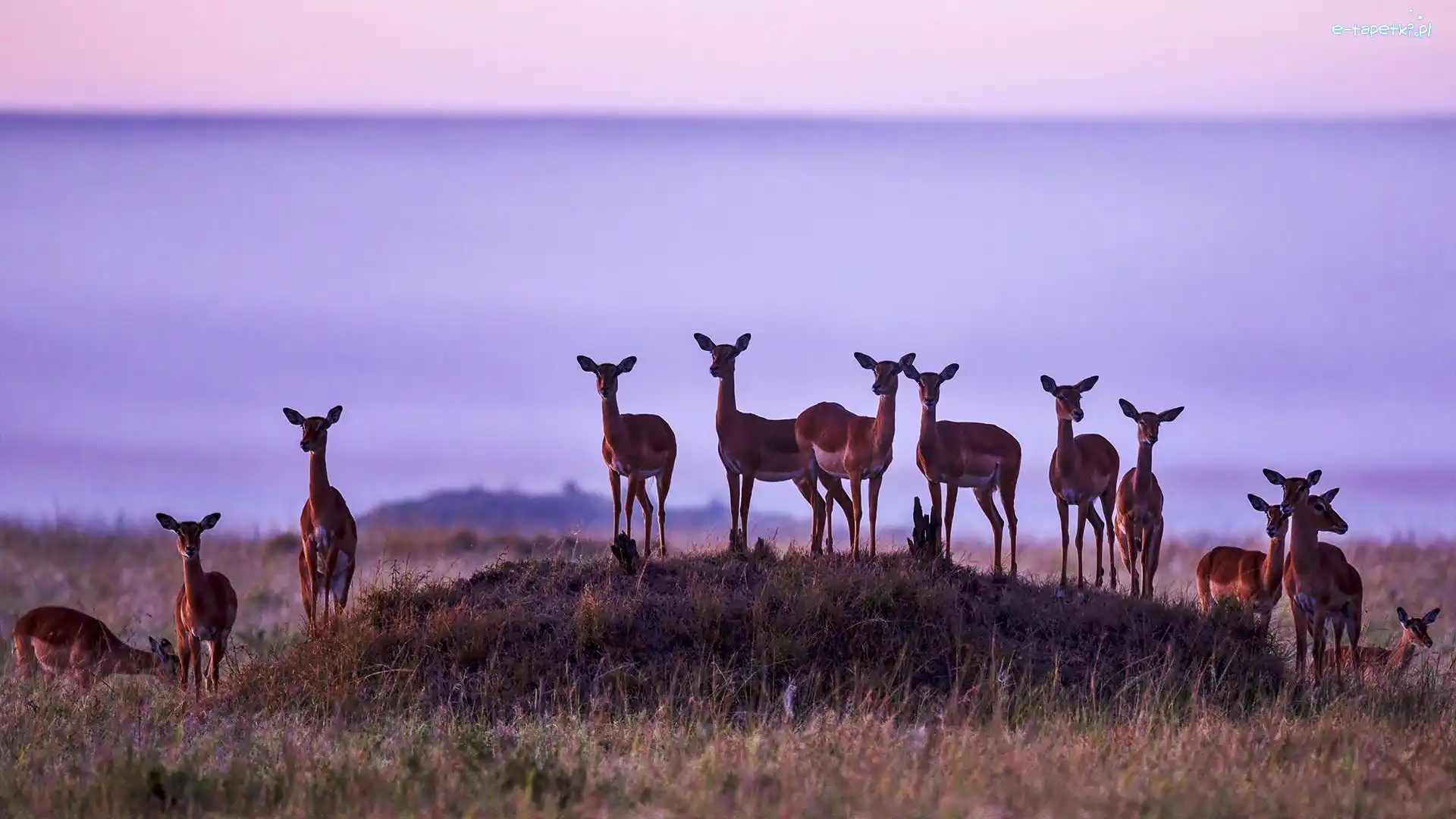 Sawanna, Stado, Świt, Rezerwat Masai Mara, Gazeli