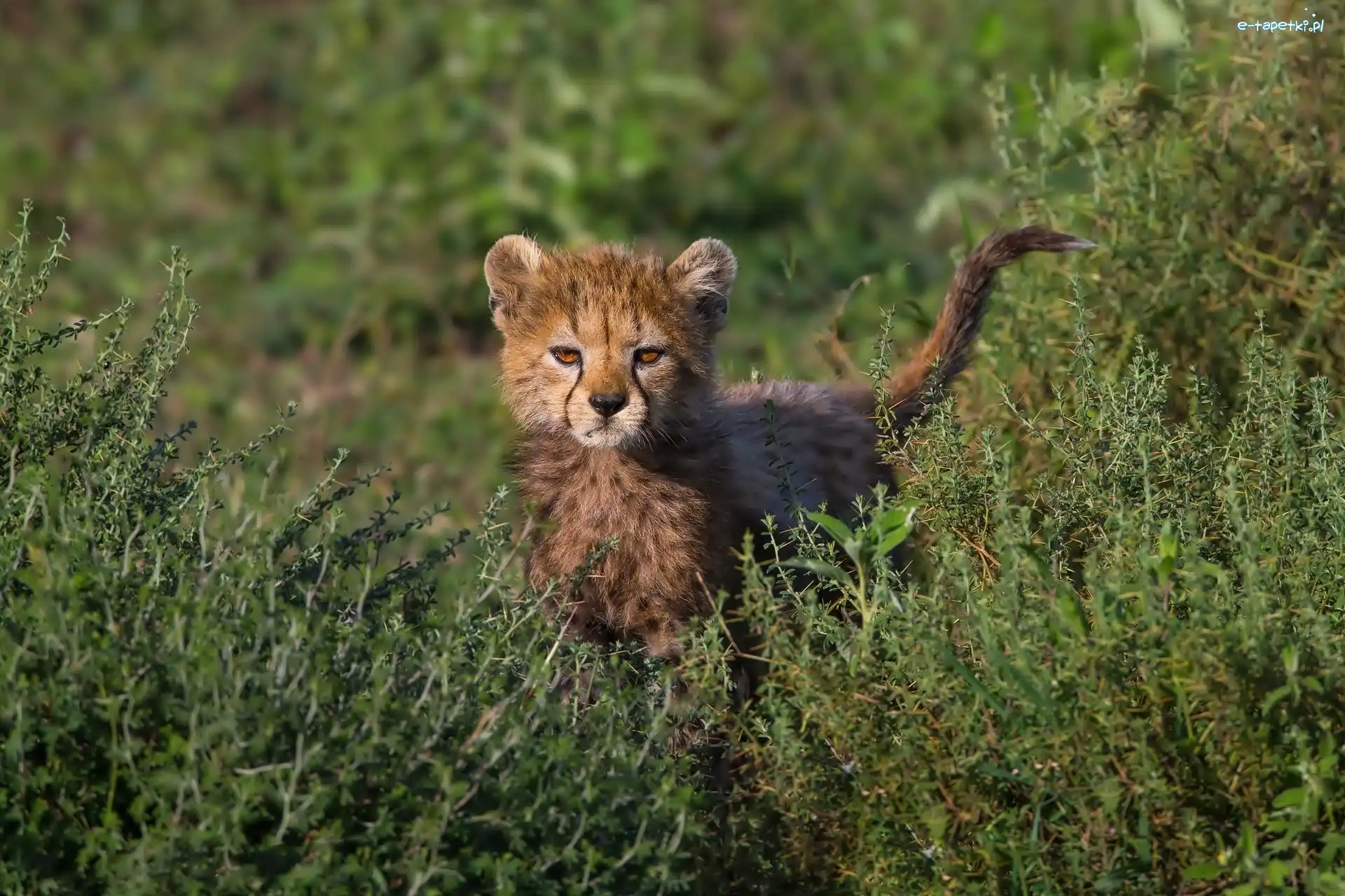 Roślinność, Gepard, Mały