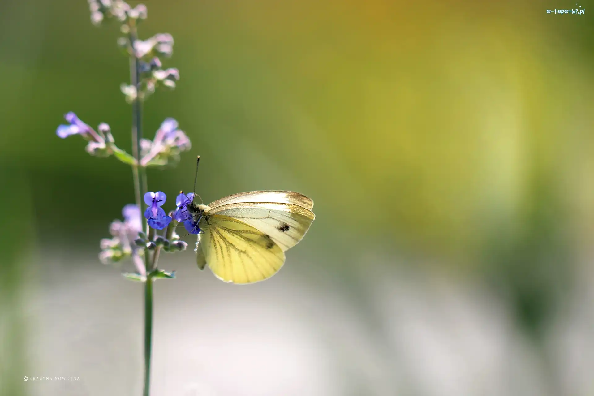 Owad, Kwiat, Motyl