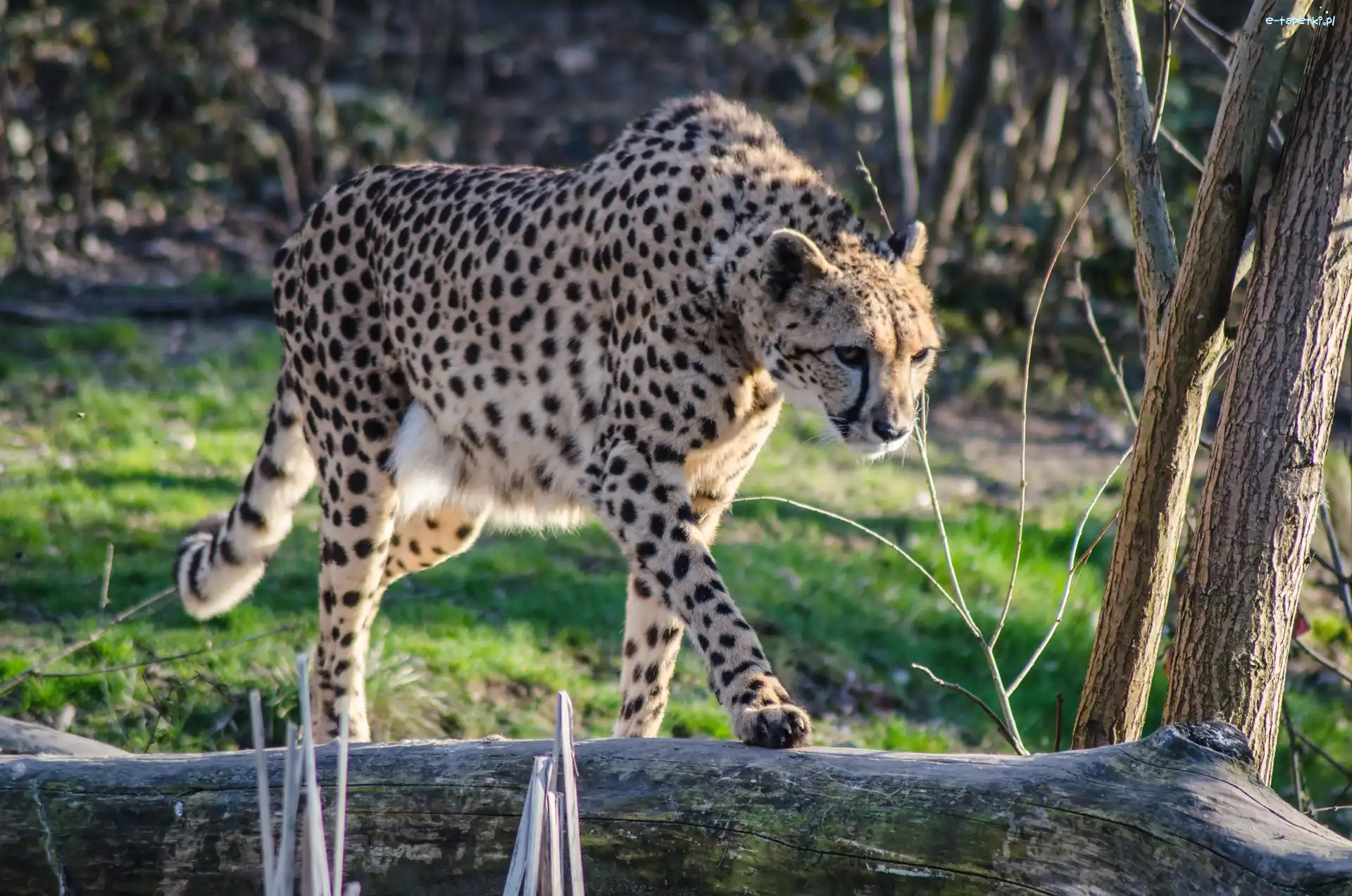 Kłoda, Gepard