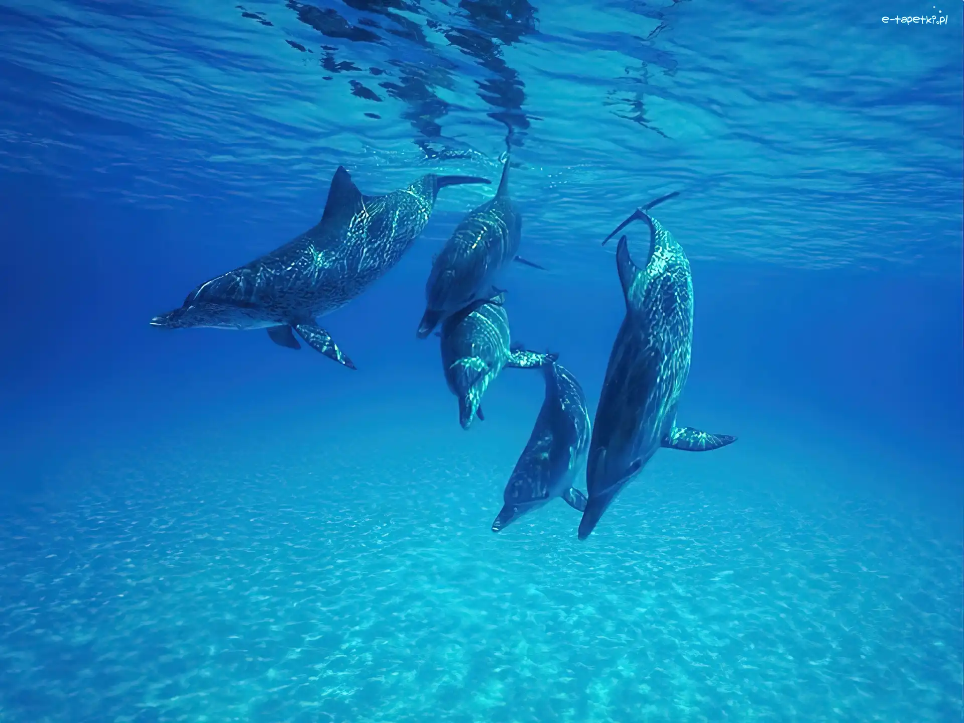 Delfiny G biny Morskie