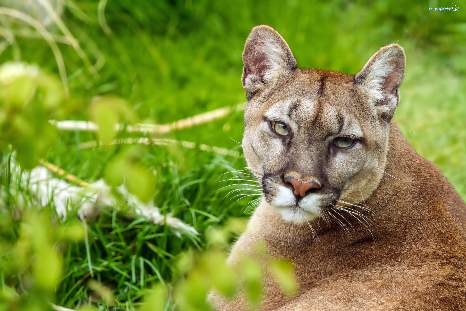 Zieleń, Puma