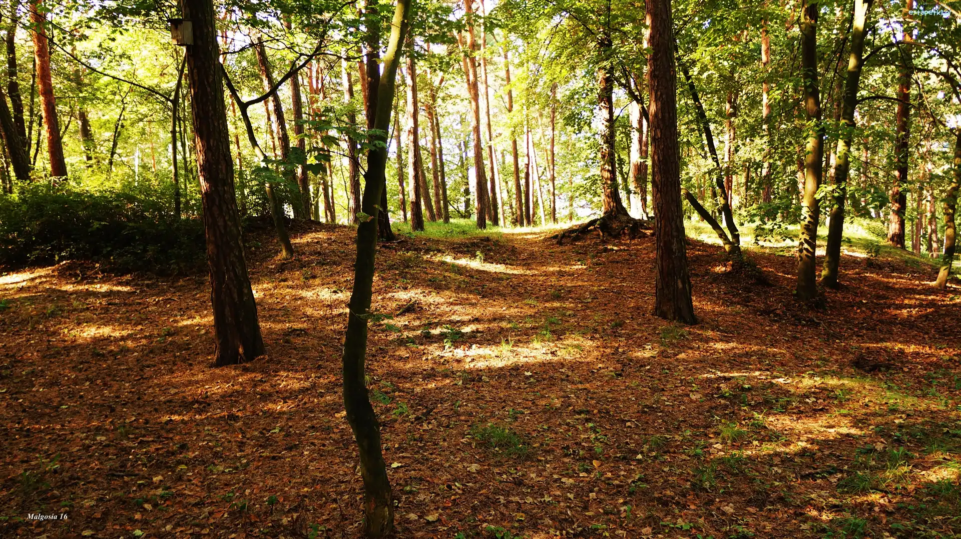 Drzewa, Park