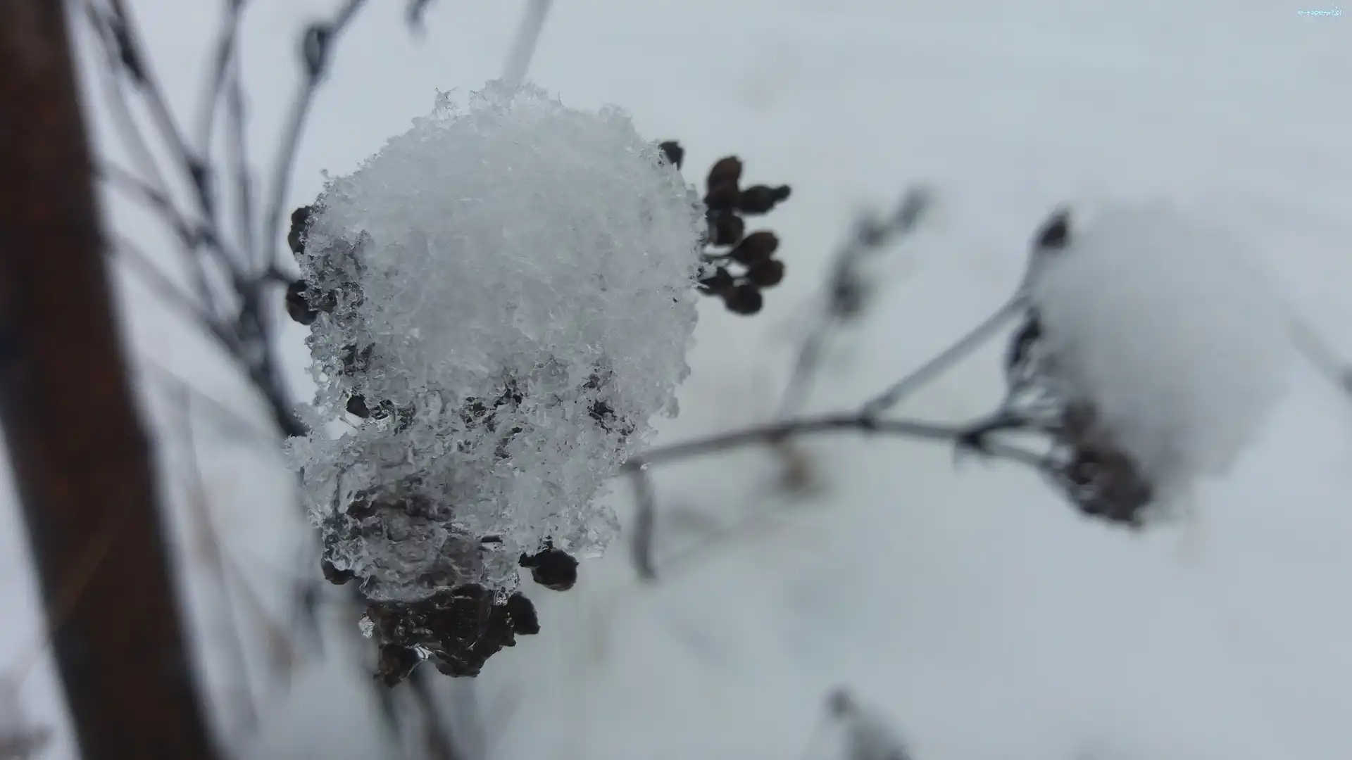 Sucha, Śnieg, Roślina, Zima