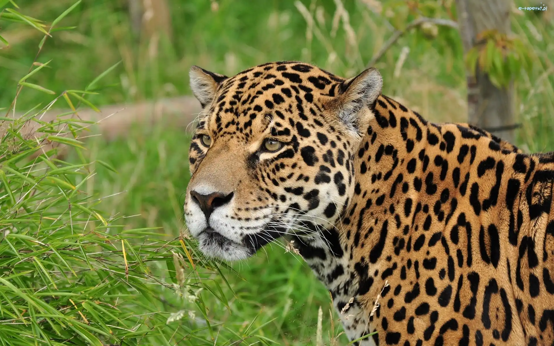 Jaguary, Kot, Dziki, Rośliny, Zwierze