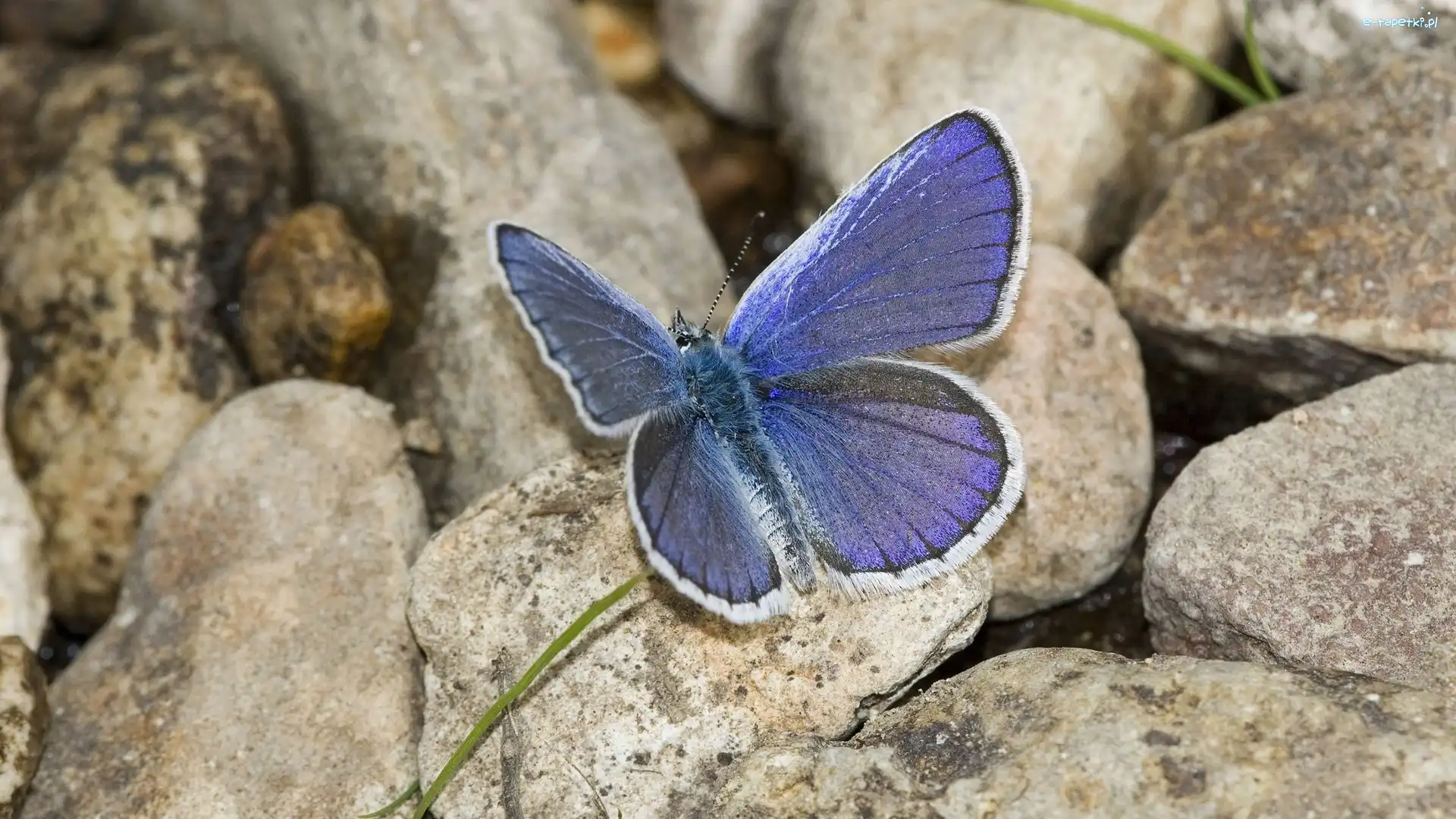 Modraszek, Kamienie, Ikar, Motyl