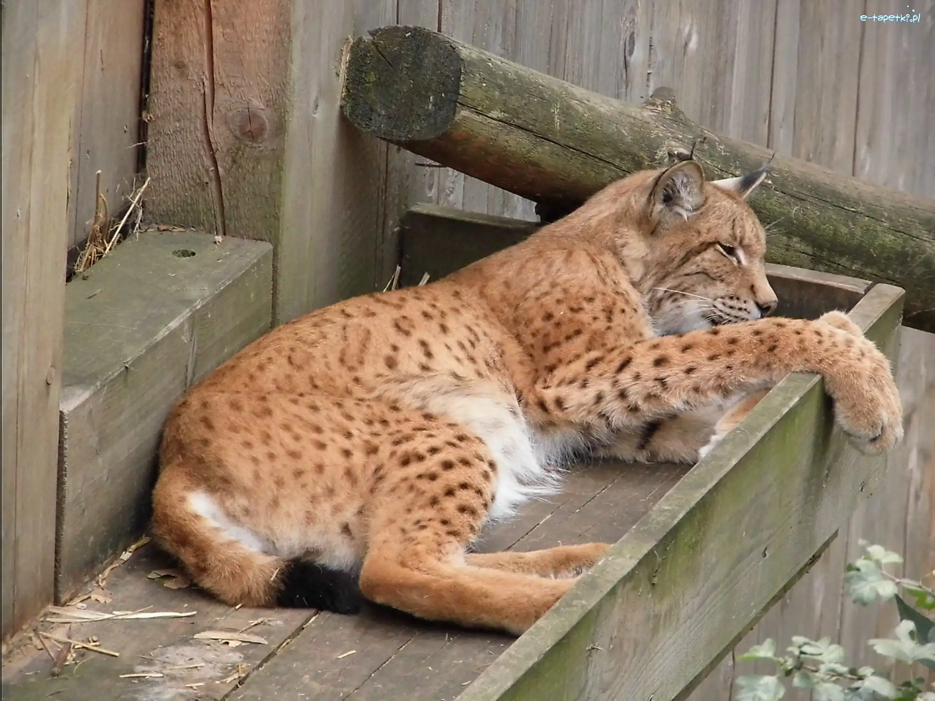 Zoo, Ryś