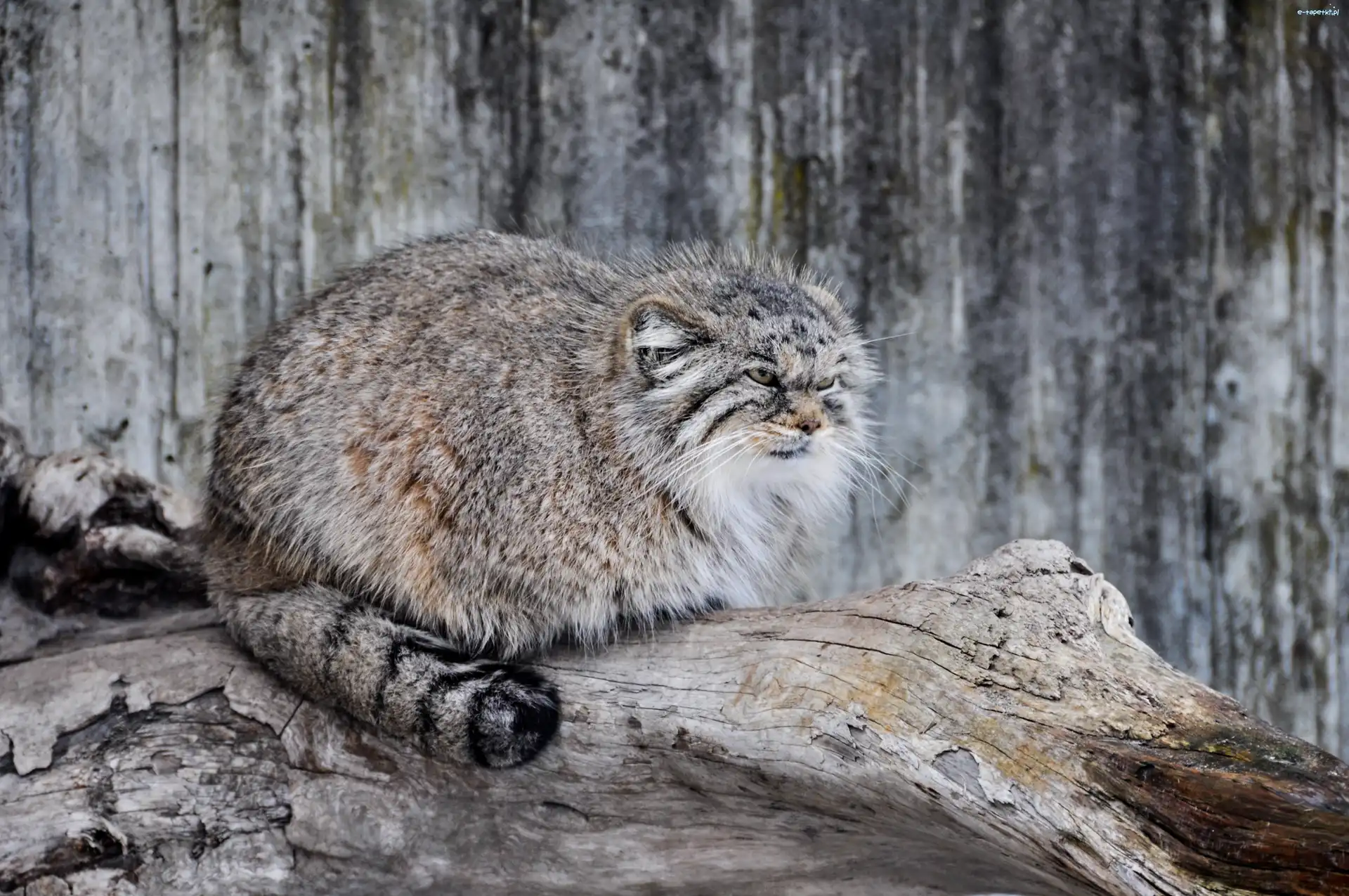 Manul, Kot