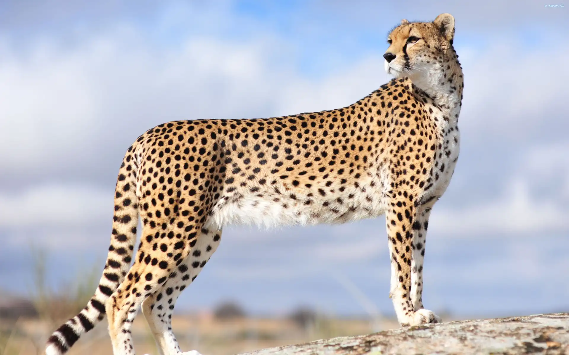Gepard