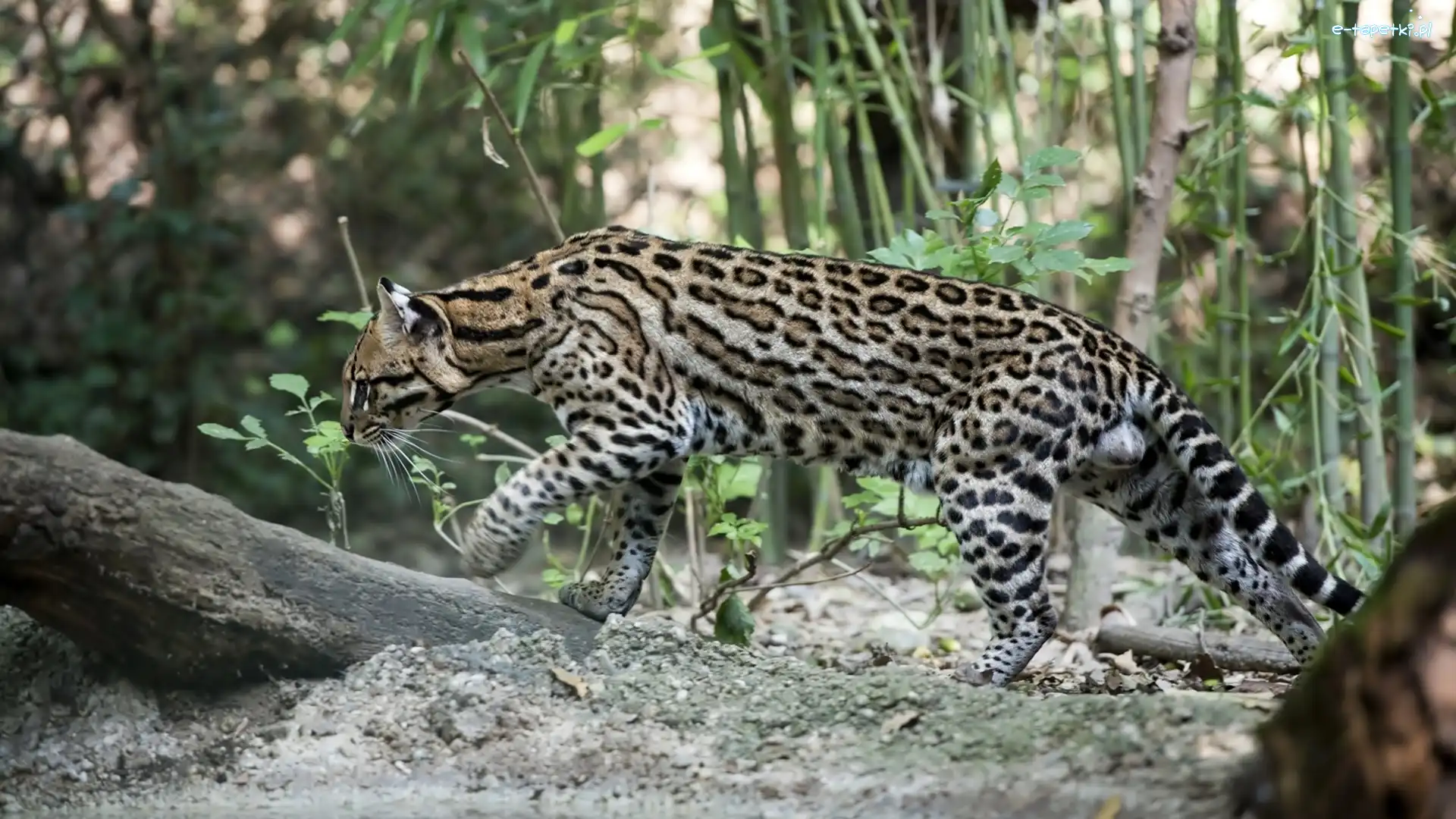 Pień, Ocelot, Drzewa, Las