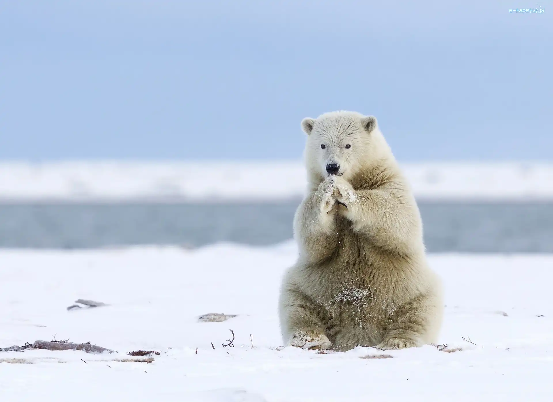 Polarny, Niedźwiedź, Arktyka