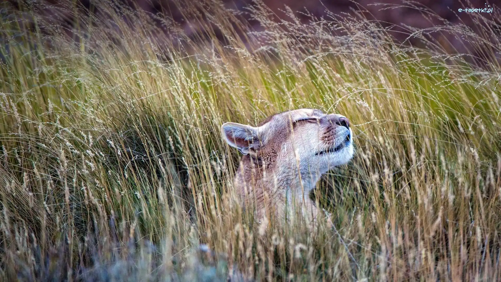 Puma, Trawa