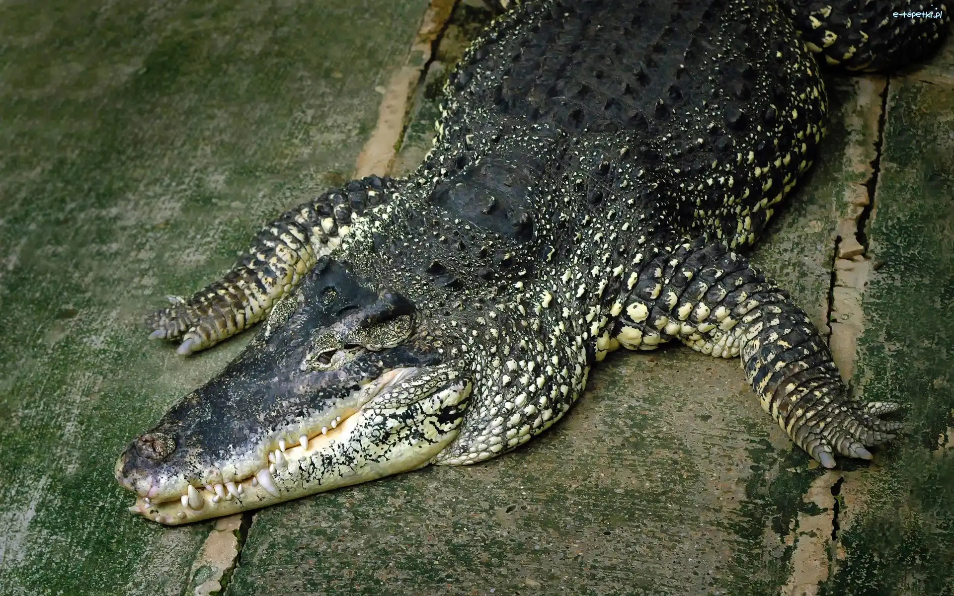 Krokodyl