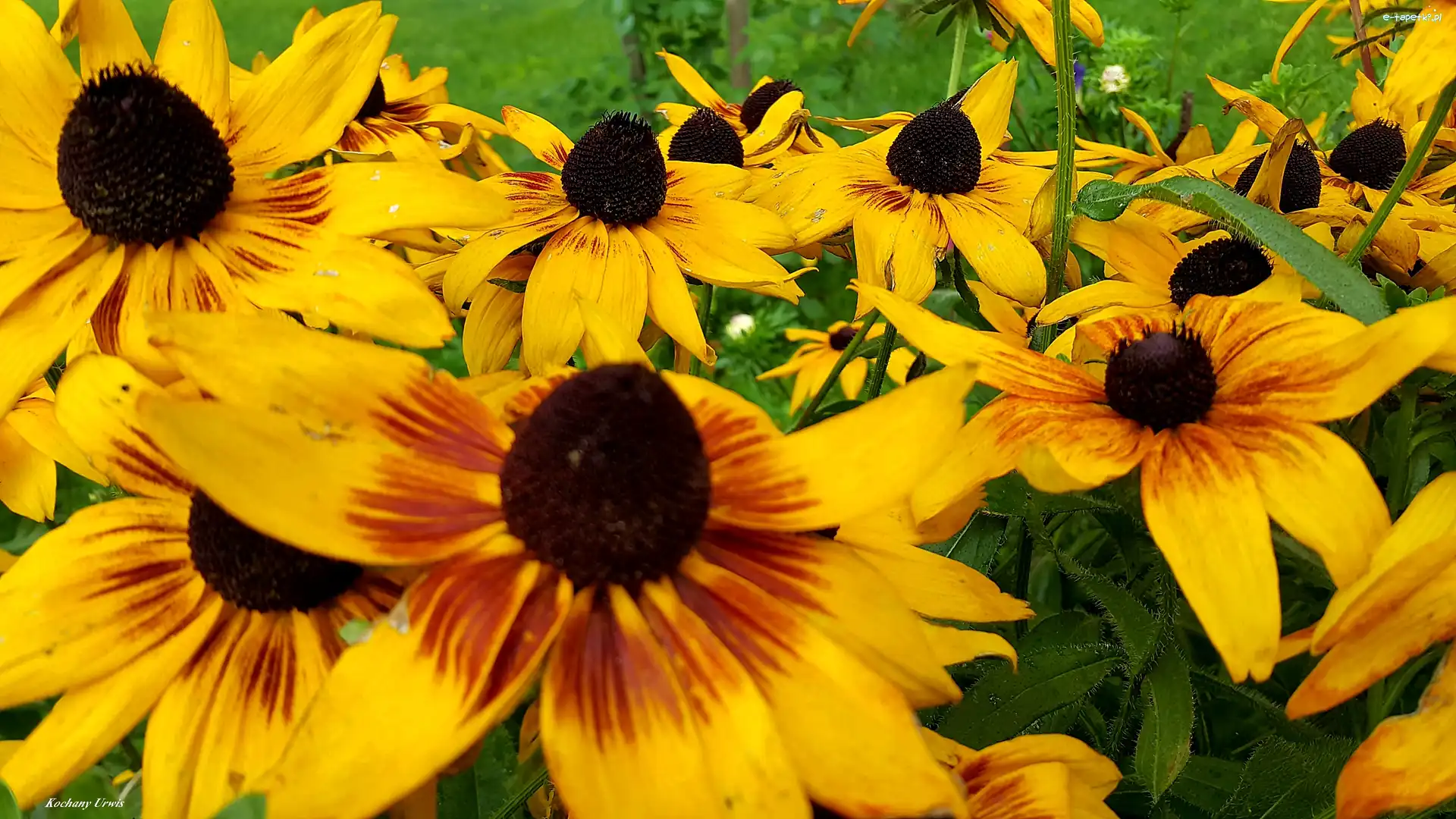 Rudbekia, Kwiaty