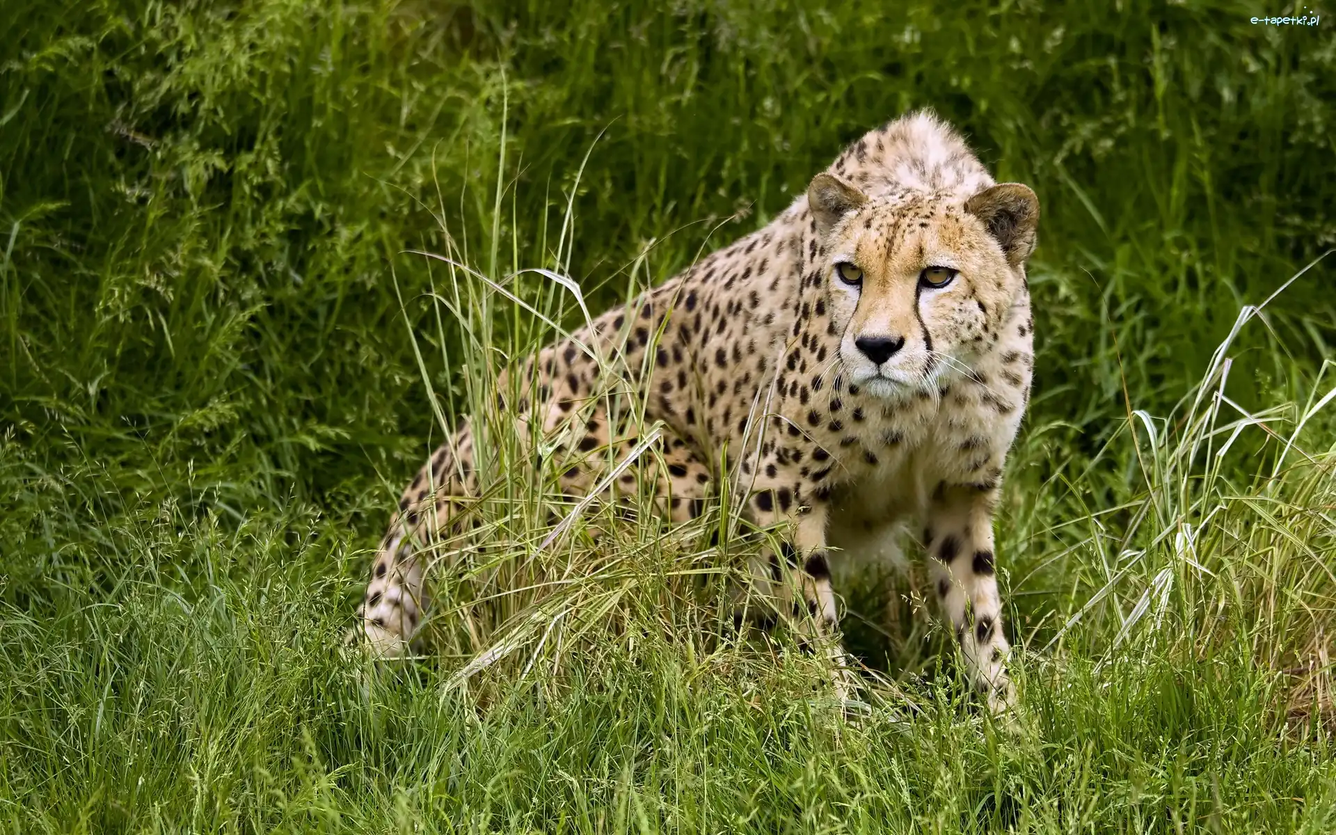 Trawa, Gepard