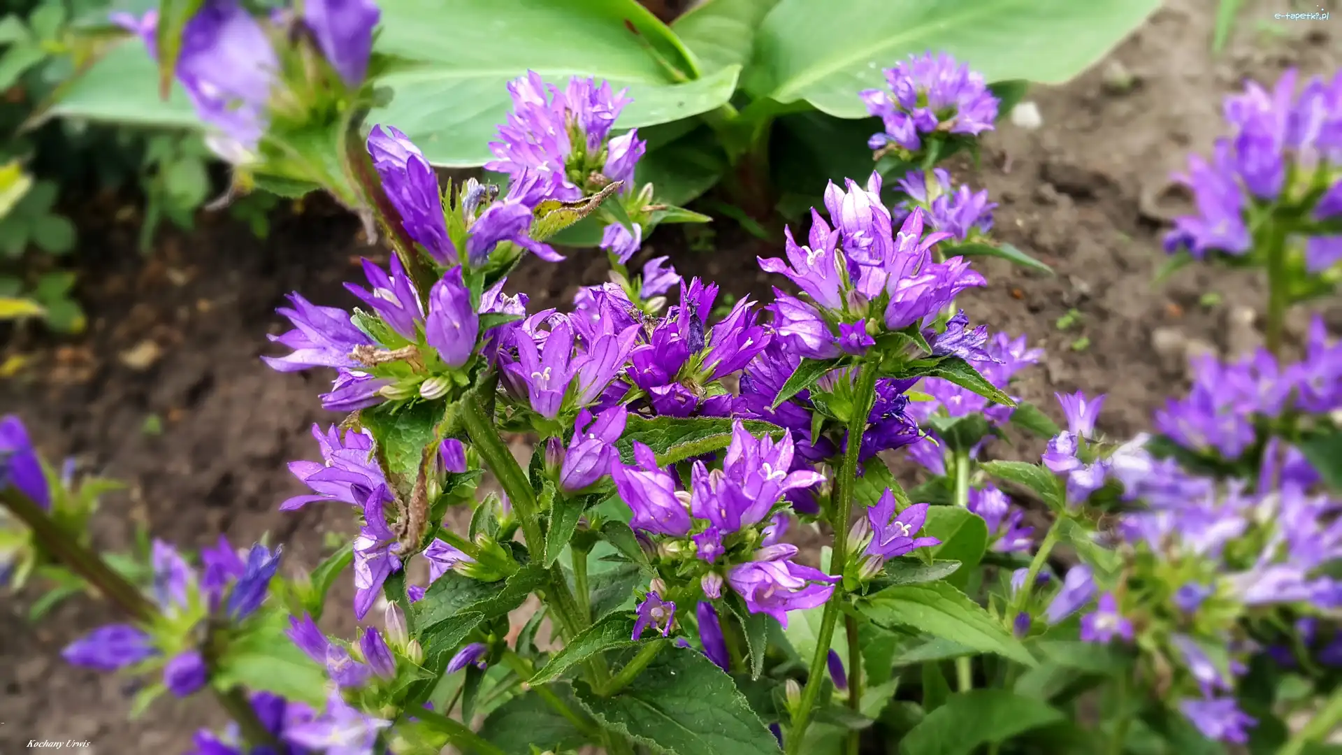 Kwiaty, Fioletowe