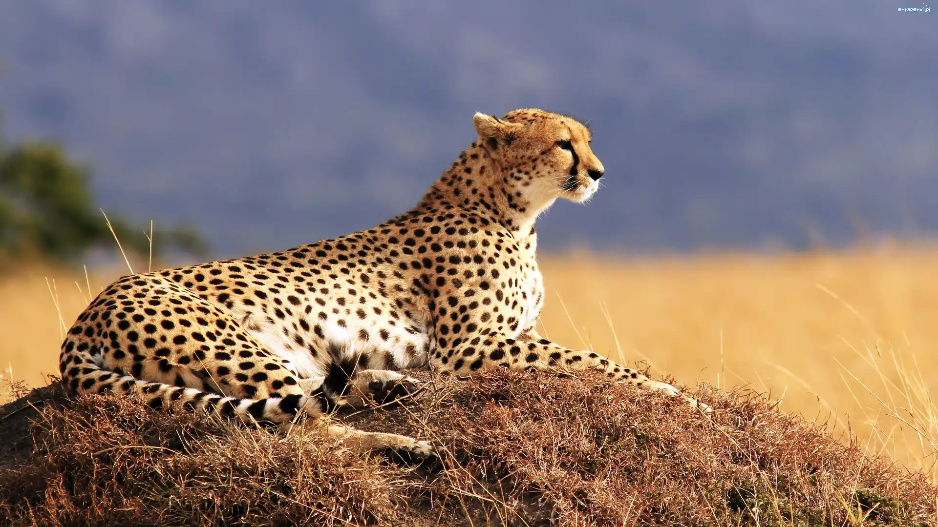 Natura, Gepard