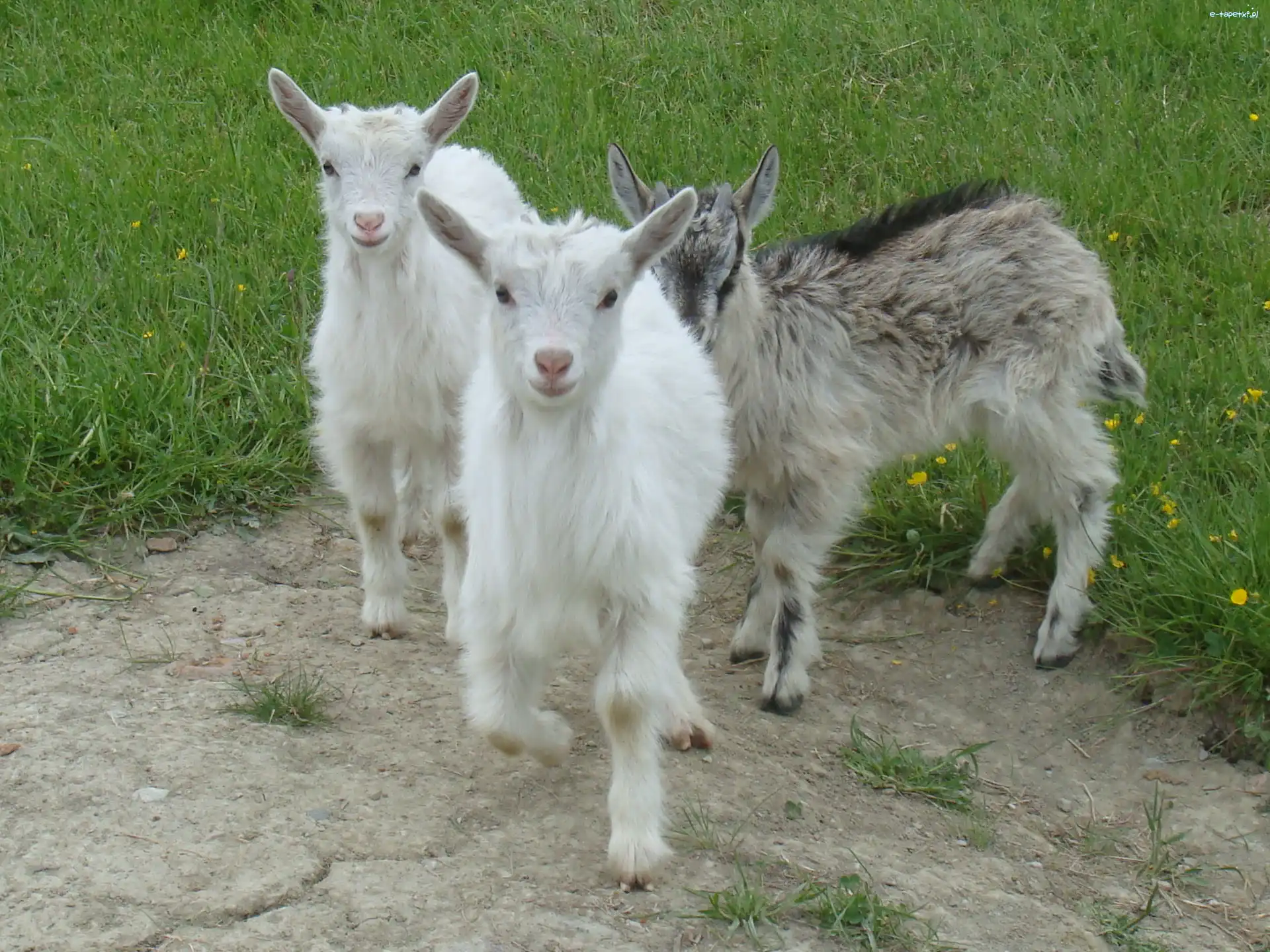 Łąka, Kozy