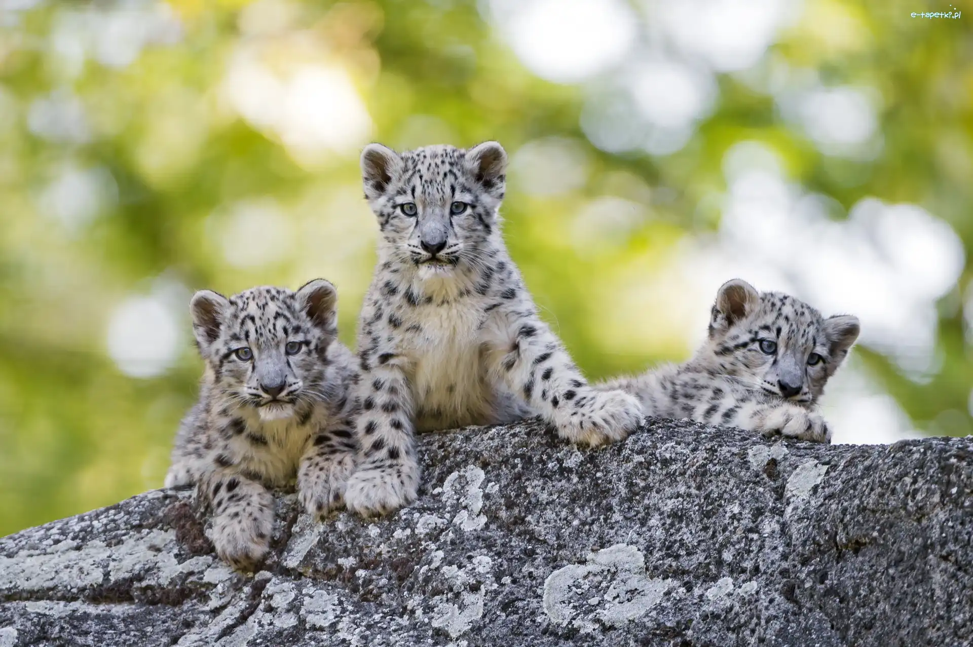 Trzy, Śnieżne, Młode, Bokeh, Leopardy