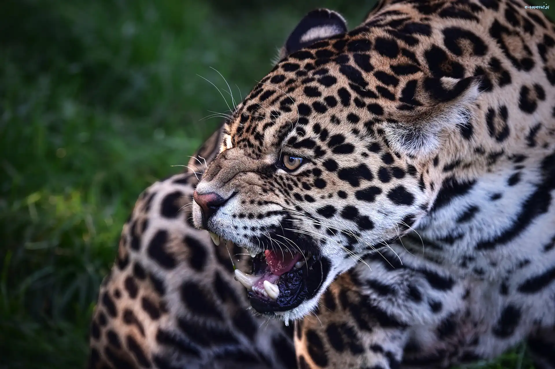 Kły, Jaguar